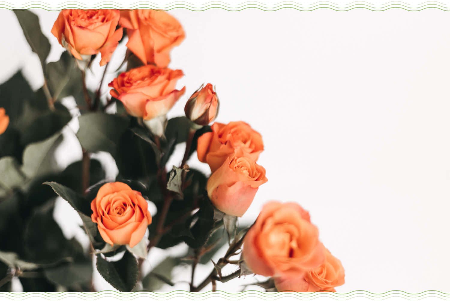Rose Flower 桌布 壁紙 — 鮮豔的橙色玫瑰搭配茂盛的綠葉，在明亮的白色背景上柔和綻放。