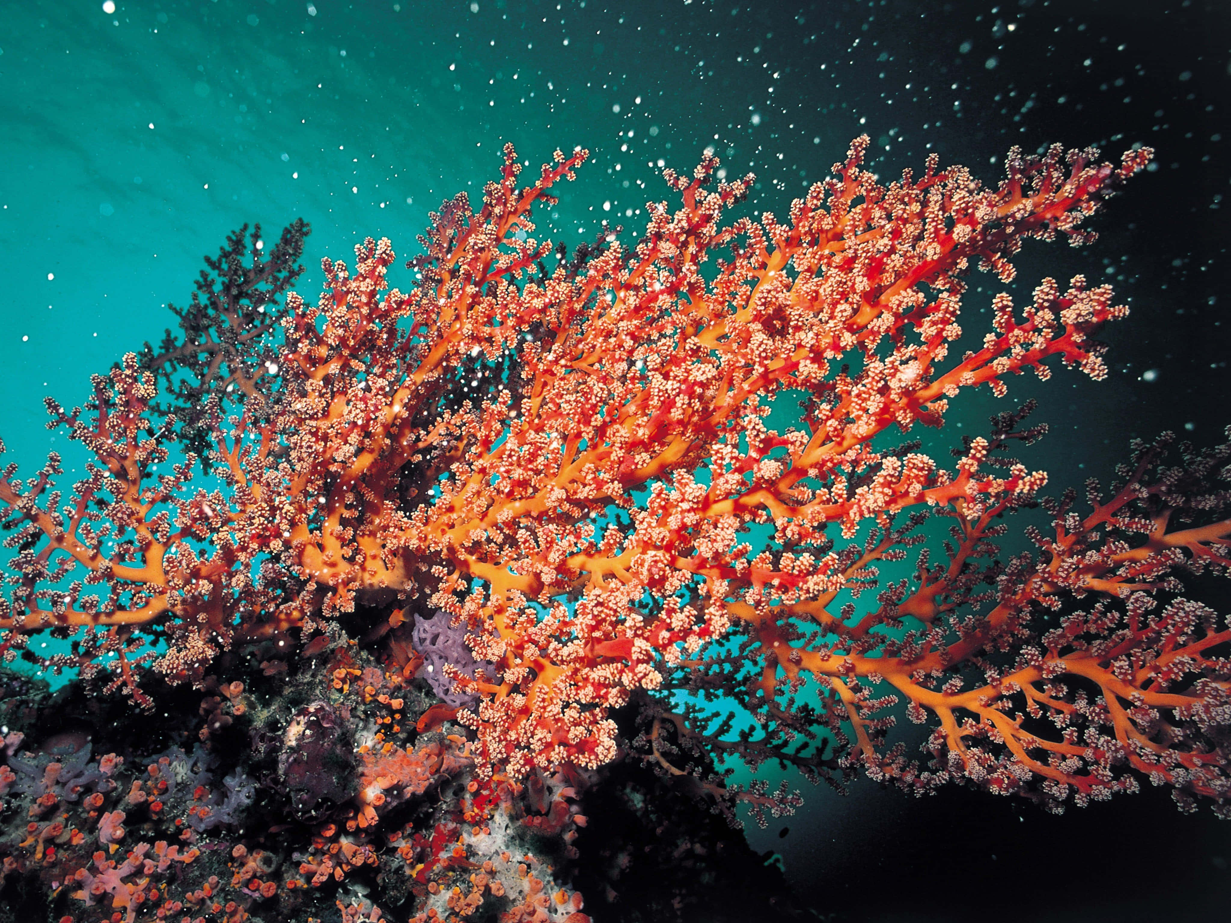 coral 桌布 壁紙 — 鮮豔的橙色珊瑚帶有精緻的枝條，在點綴著浮游粒子的青綠色背景下於水中搖曳。