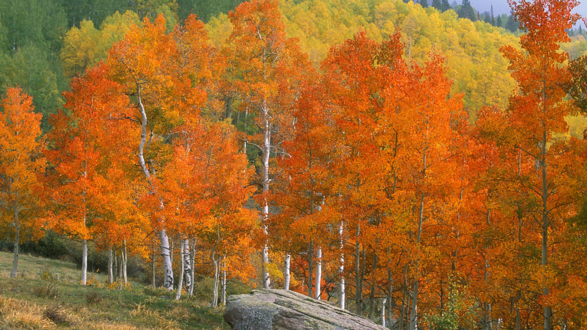 Aspen Colorado 桌布 壁紙 — 鮮豔的橙色白楊樹在陽光明媚的秋日山坡上，以金色和綠色的森林為背景，燦爛奪目。