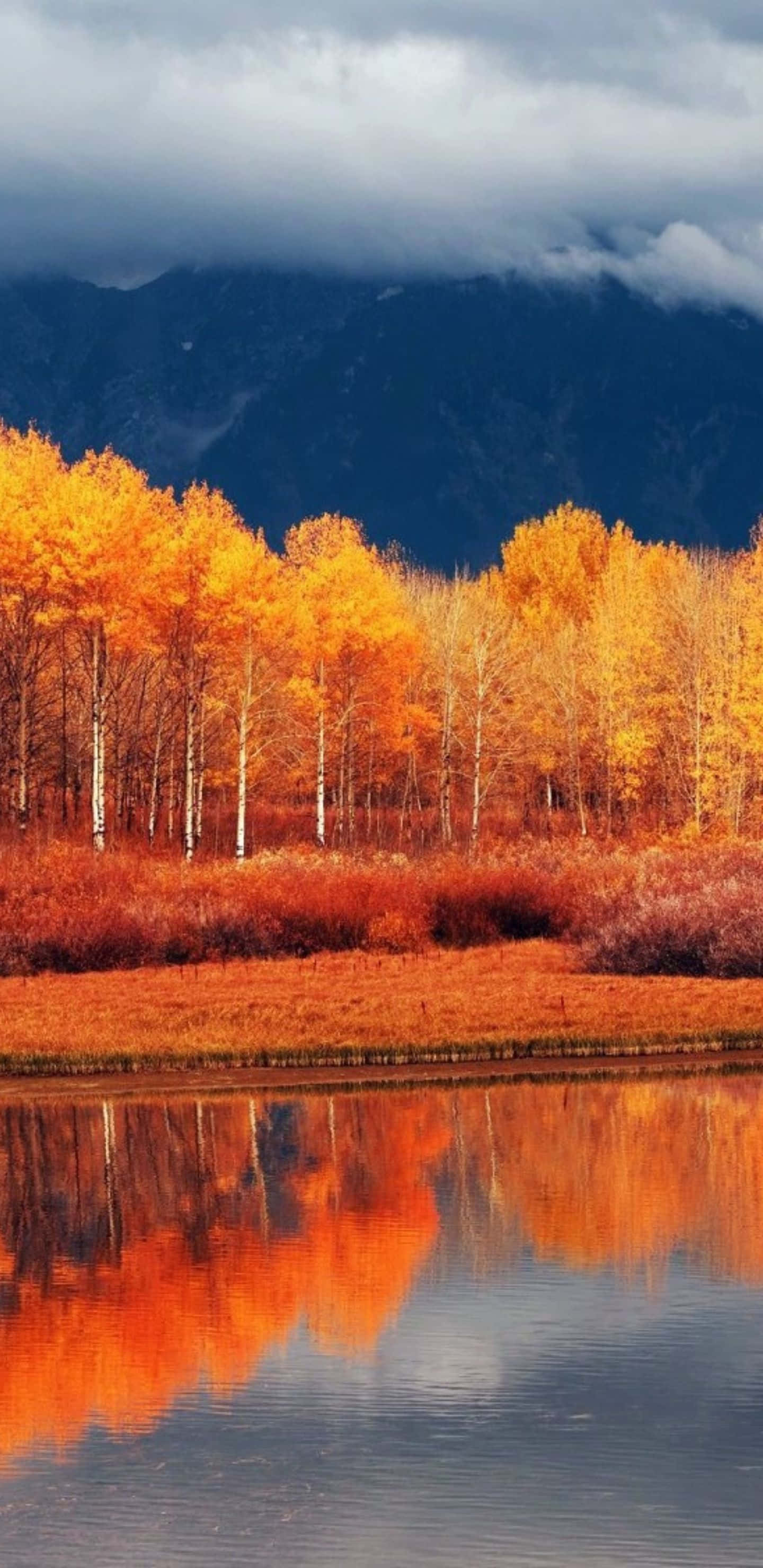 Beautiful Nature 桌布 壁紙 — 鮮豔的橙色秋樹在平靜的水面上完美倒映，背景是陰暗多雲的山脈。