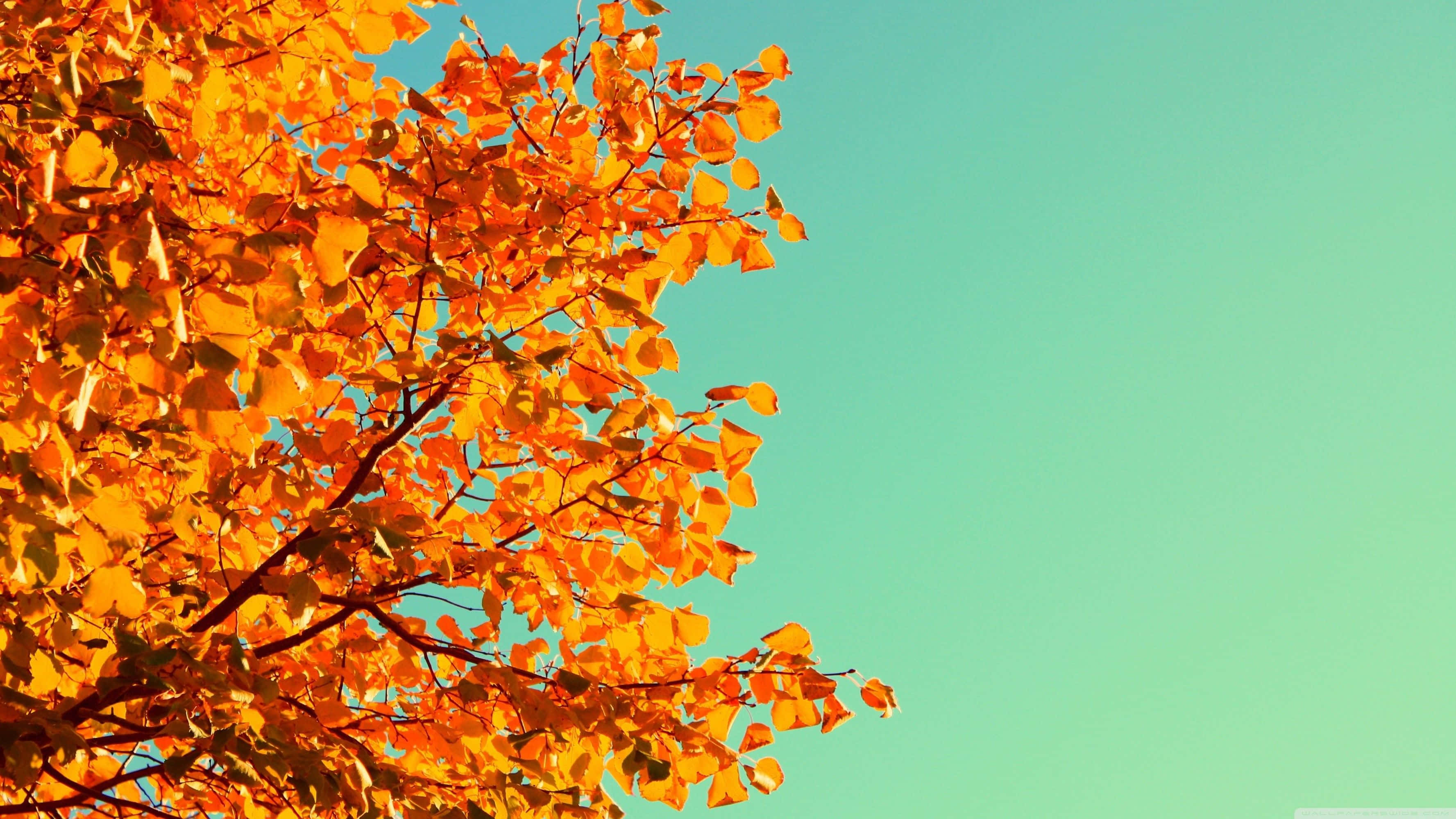 Cute Autumn 桌布 壁紙 — 鮮豔的橙色秋葉在清澈的藍綠色天空襯托下，為樹木戴上王冠，構成清晰的季節場景。