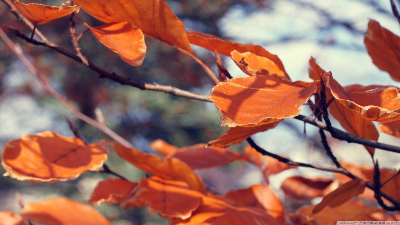 十一月 桌布 壁紙 — 鮮豔的橙色秋葉在纖細的樹枝上輕輕搖曳，映襯著柔和模糊的天空。