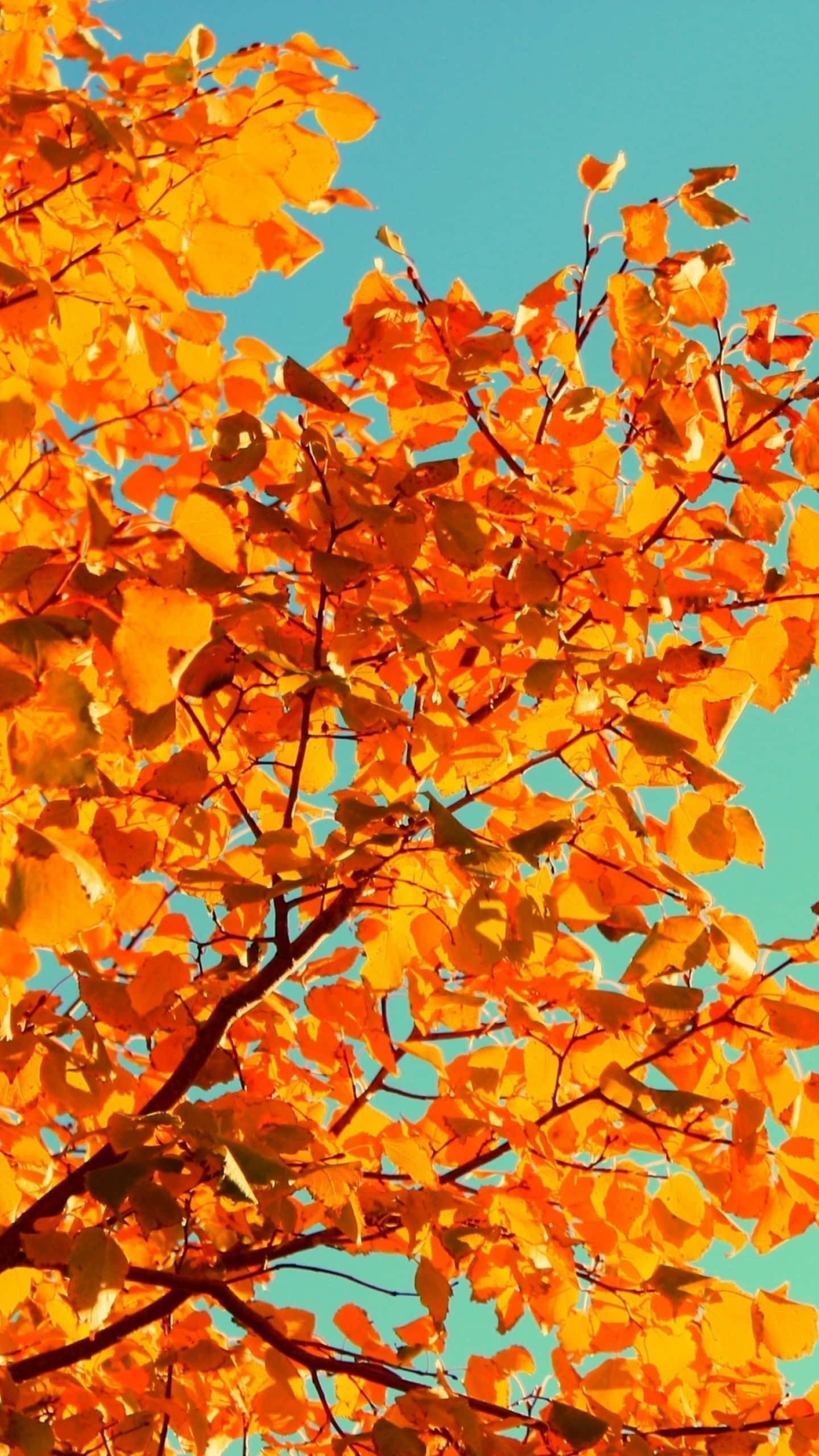 Yellow Leaves 桌布 壁紙 — 鮮豔的橙色秋葉在陽光明媚的特寫中，在清澈的藍天下閃耀。