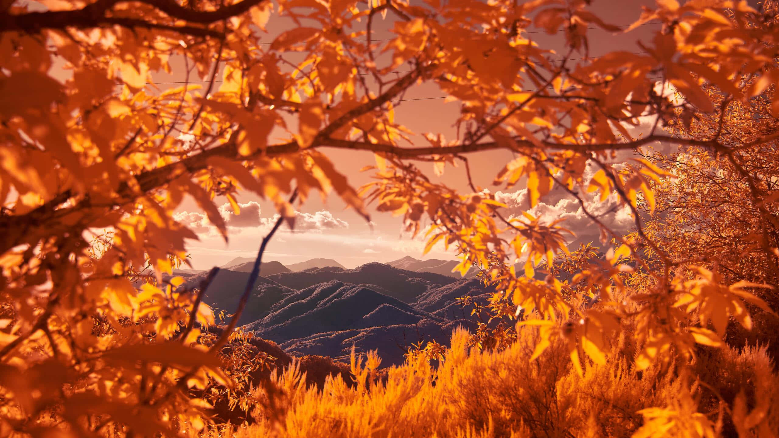 Autumn Season 桌布 壁紙 — 鮮豔的橙色秋葉框住了遠處的山脈，背景是溫暖的日落天空。