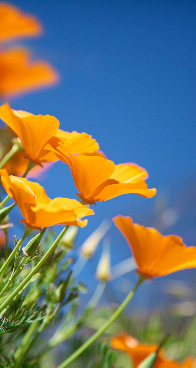 Poppy 桌布 壁紙 — 鮮豔的橙色罌粟花在晴朗的藍天下，於陽光明媚的田野中盛開。