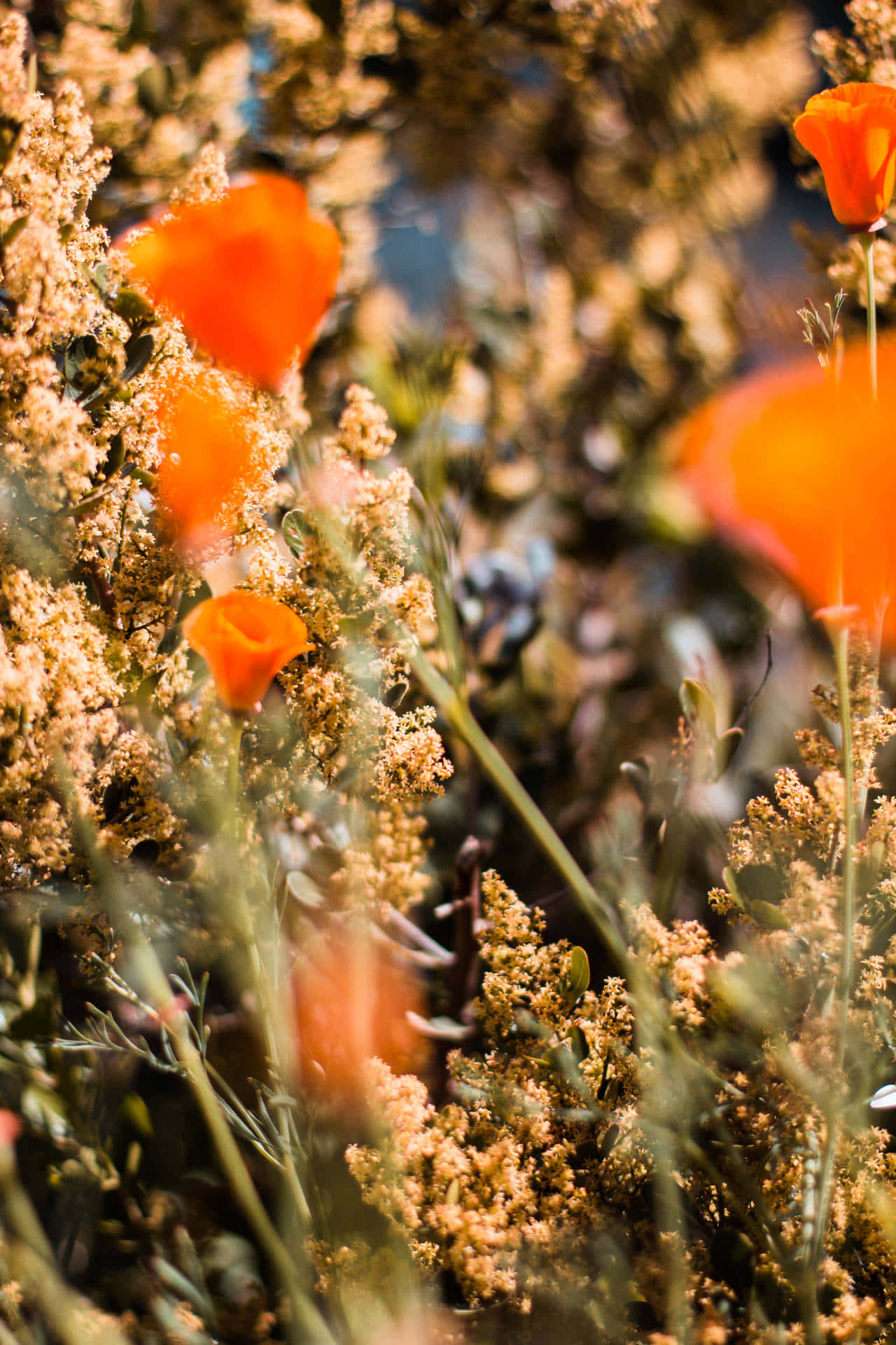 Orange iPhone 桌布 壁紙 — 鮮豔的橙色罌粟花在溫暖陽光下，於淺景深中盛開在金黃色野草之間。