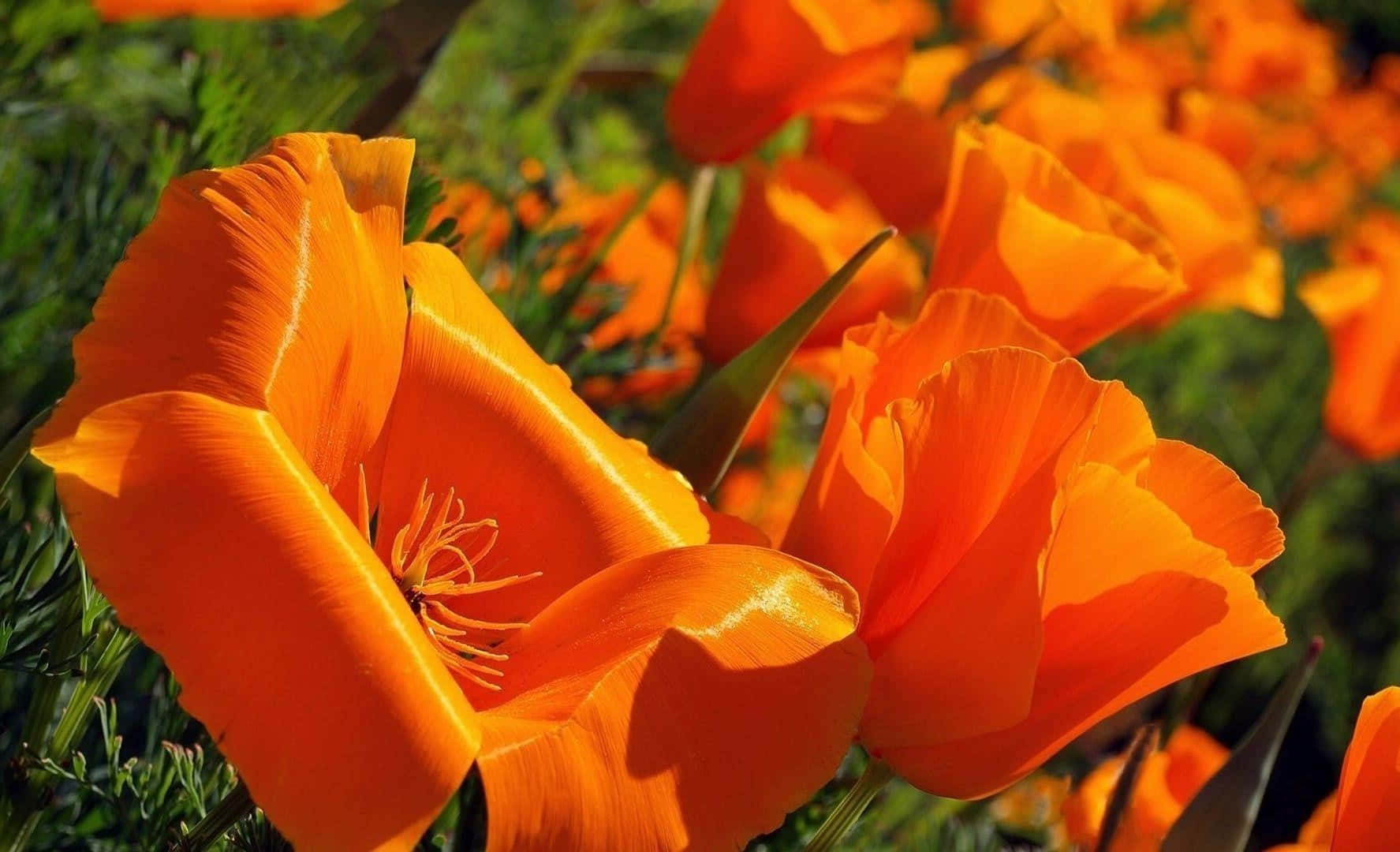 Poppy 桌布 壁紙 — 鮮豔的橙色罌粟花在陽光明媚的田野中盛開，背景是柔焦的茂密綠色葉片。