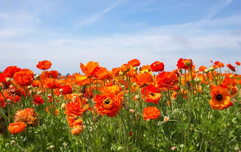 Poppy 桌布 壁紙 — 鮮豔的橙色罌粟花在陽光明媚的田野中盛開，天空湛藍清澈，飄著縷縷白雲。