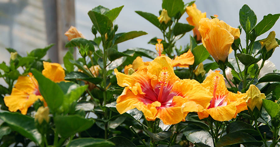 Hibiscus 桌布 壁紙 — 鮮豔的橙色芙蓉花帶有粉紅色花心，在明亮的陽光下盛開於茂密的綠葉之間。