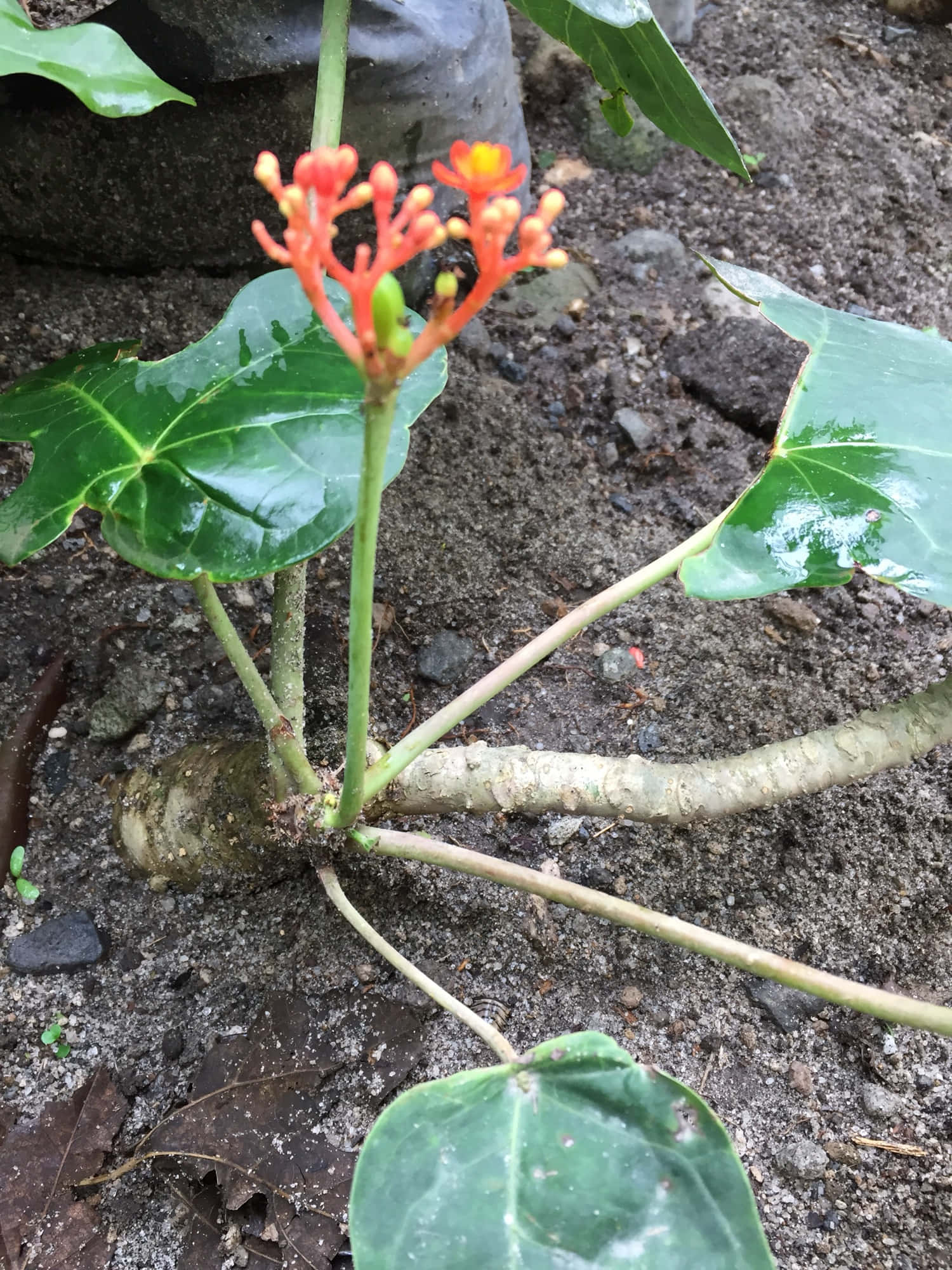 Ginseng Plant 桌布 壁紙 — 鮮豔的橙色花朵在茂盛的綠葉上綻放，這些葉子從自然花園環境中的質感土壤中長出。
