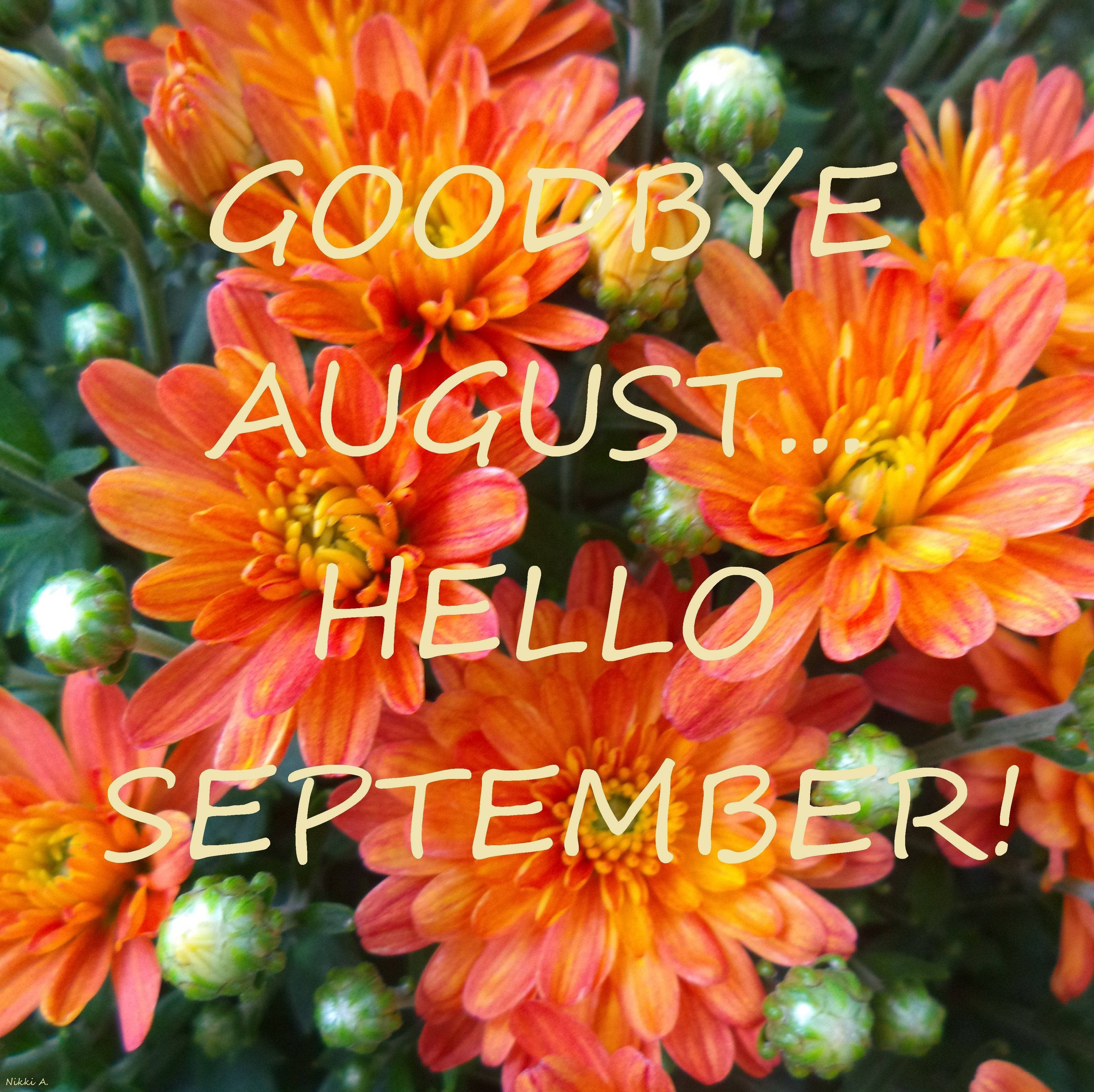 September 桌布 壁紙 — 鮮豔的橙色菊花在綠色莖上綻放，帶有文字疊加，說再見八月你好九月