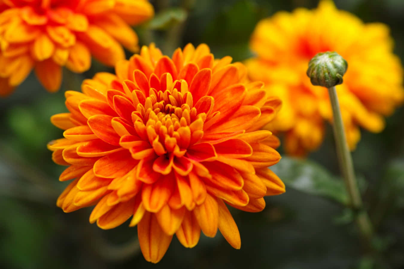 橘色 桌布 壁紙 — 鮮豔的橙色菊花盛開，層層花瓣，旁邊有綠色花蕾，背景是柔和模糊的樹葉。