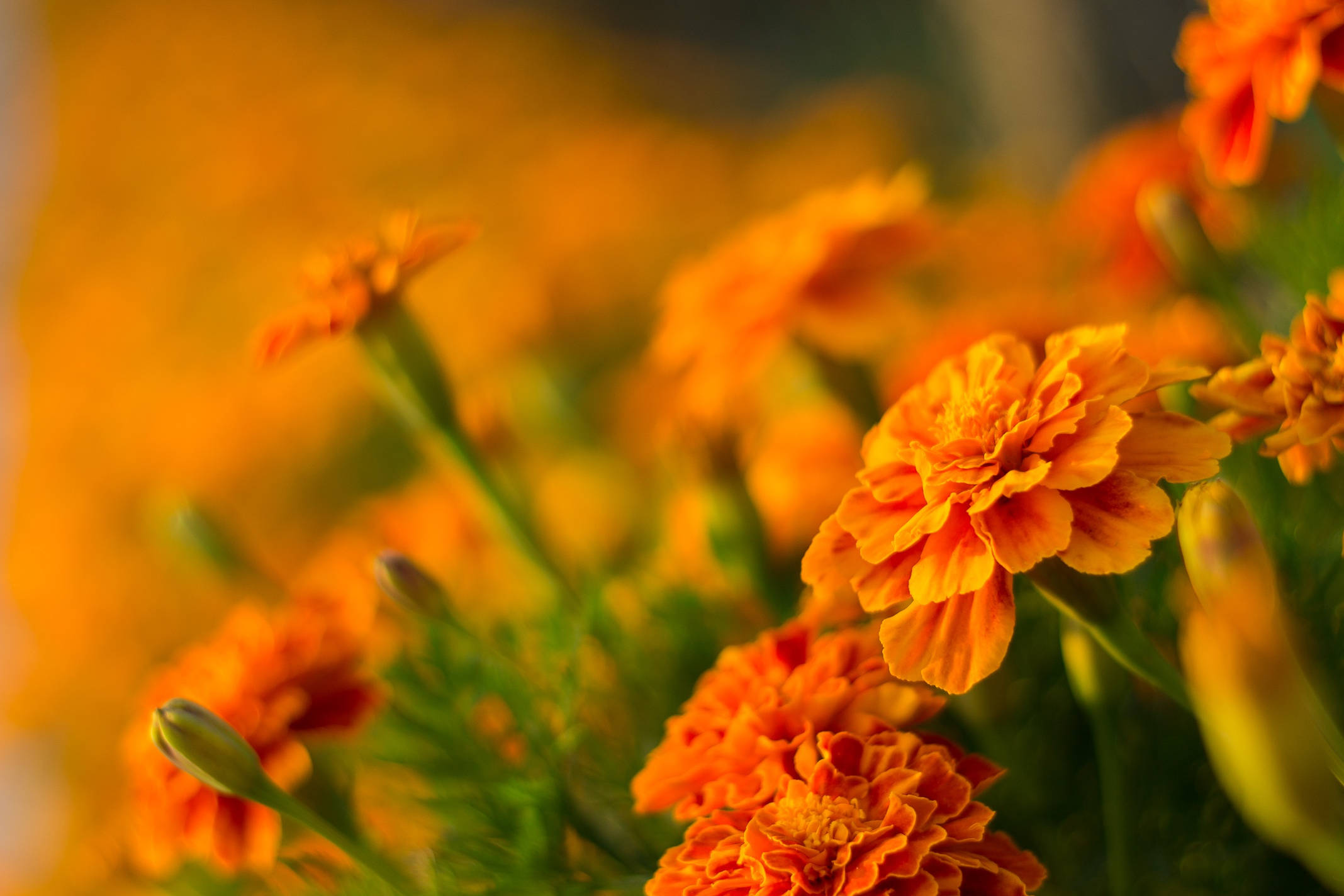 Marigold 桌布 壁紙 — 鮮豔的橙色萬壽菊在柔和焦點中盛開，搭配茂盛的綠色莖幹，沐浴在溫暖的金色光芒下。