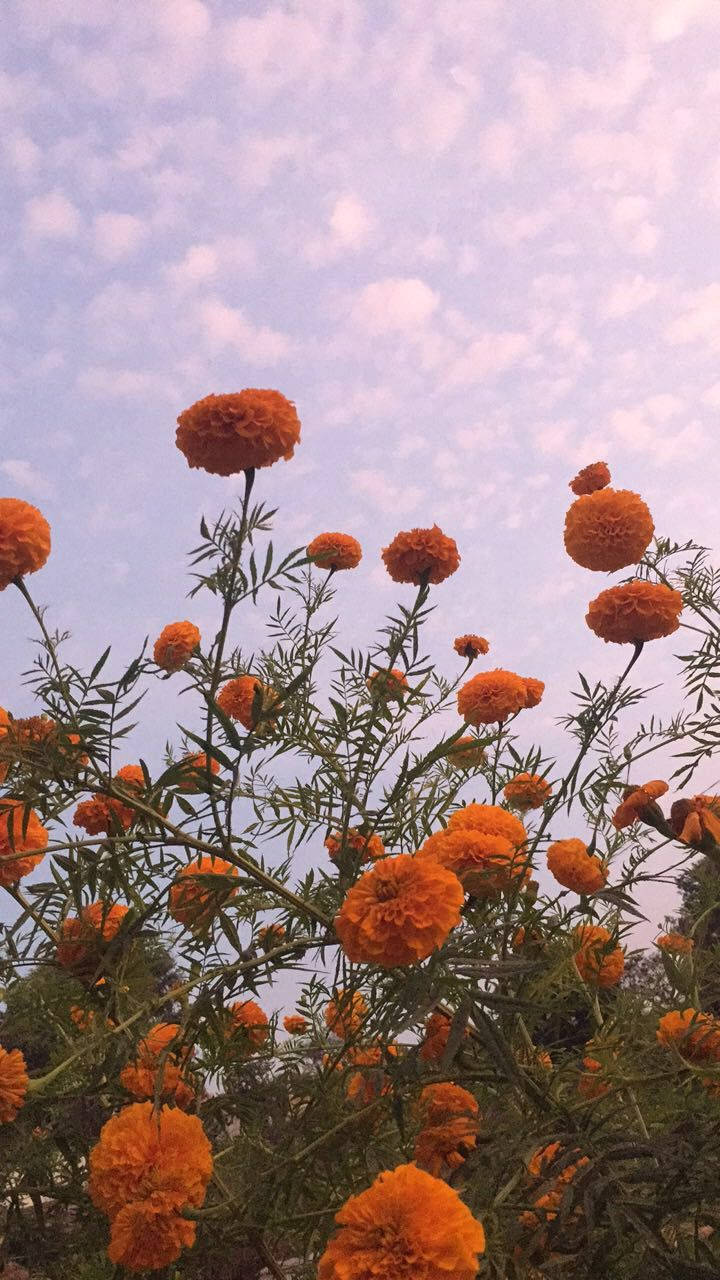 Orange Floral 桌布 壁紙 — 鮮豔的橙色萬壽菊在柔和的薰衣草色天空和散落的雲朵背景下，以低角度花園拍攝綻放。