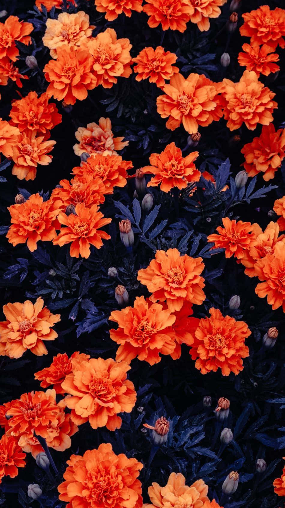 花 桌布 壁紙 — 鮮豔的橙色萬壽菊在深海軍藍葉子背景上密集綻放。