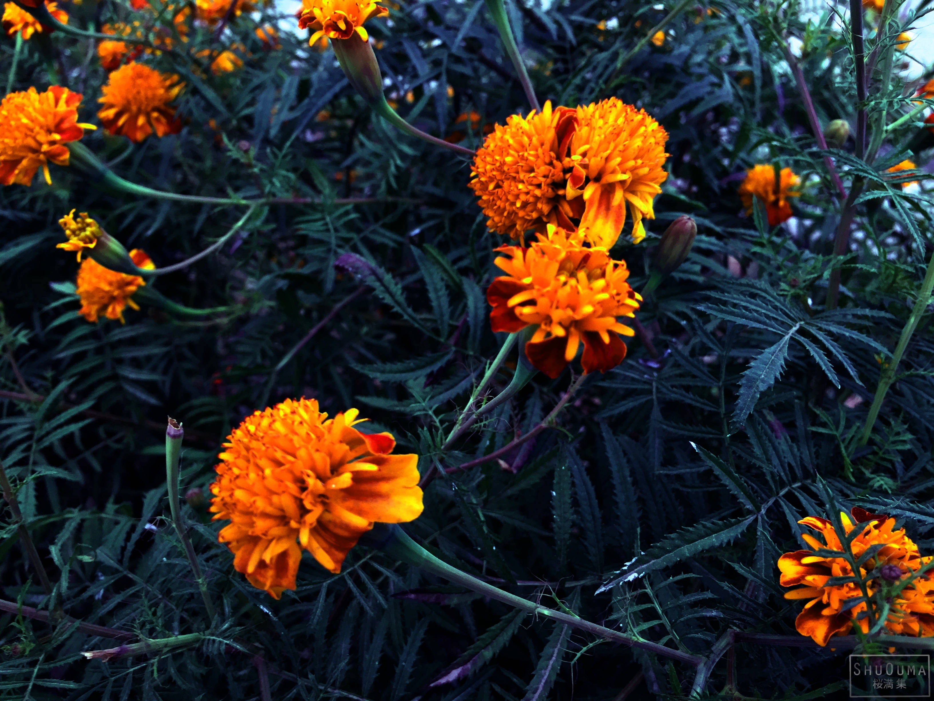Marigold 桌布 壁紙 — 鮮豔的橙色萬壽菊在深綠色葉片中盛開，沐浴在柔和暮光下。