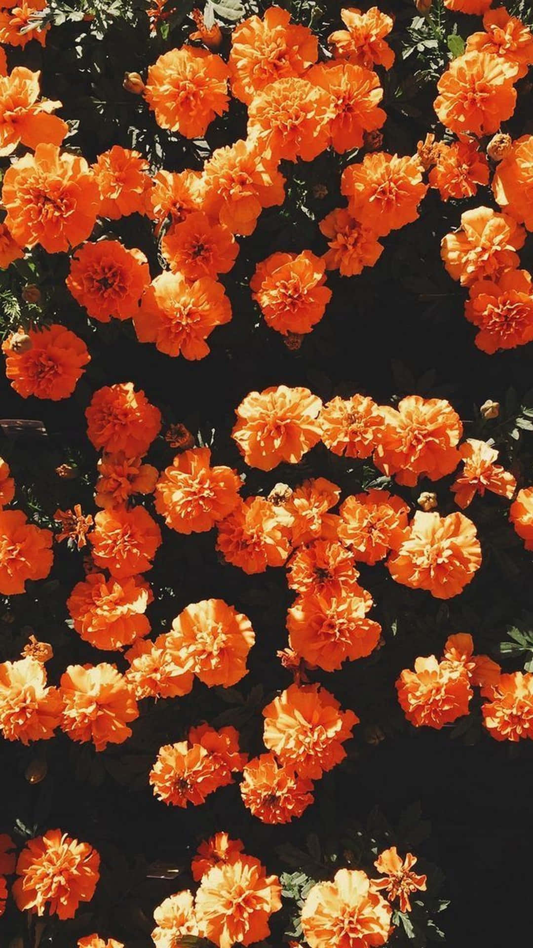 Flower Phone 桌布 壁紙 — 鮮豔的橙色萬壽菊在陽光明媚的花園場景中，在深色背景下密集綻放。