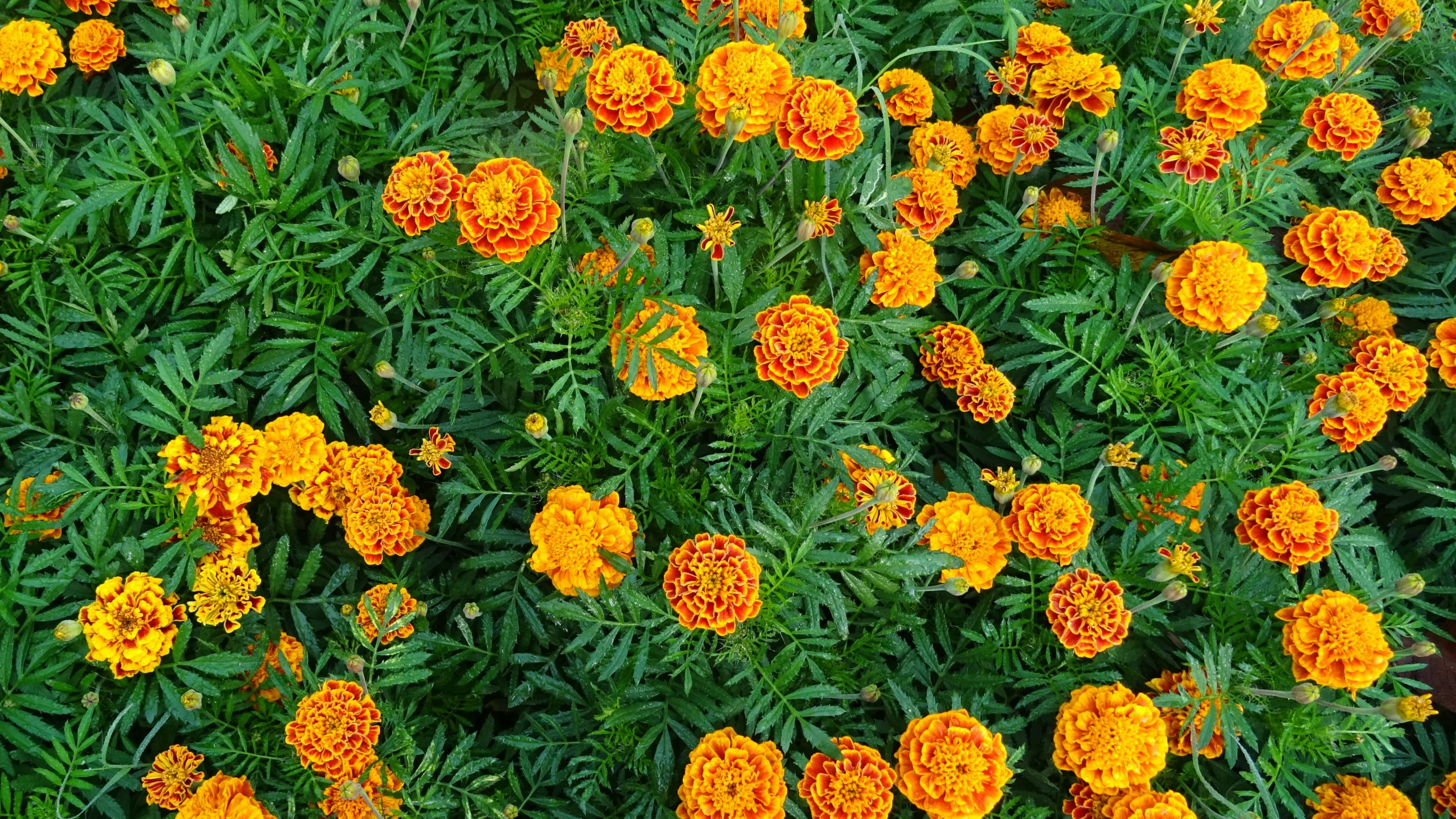 Marigold 桌布 壁紙 — 鮮豔的橙色萬壽菊在陽光普照的花壇中，在茂密的綠色葉片間密集盛開。