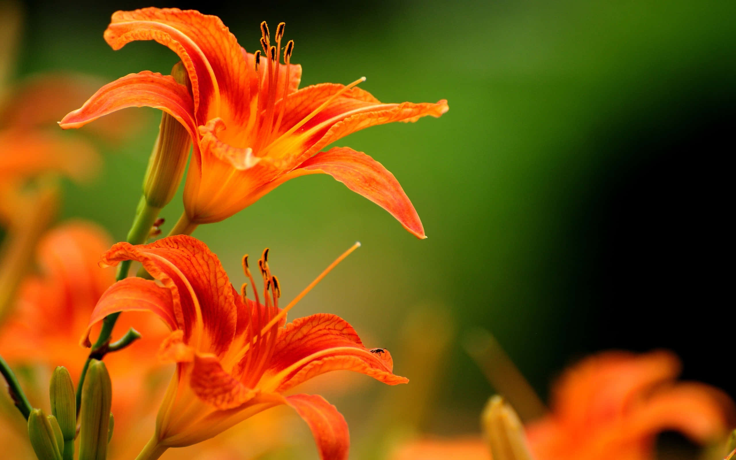 lily 桌布 壁紙 — 鮮豔的橙色萱草盛開，花瓣細膩，雄蕊突出，背景是柔和的綠色模糊效果。