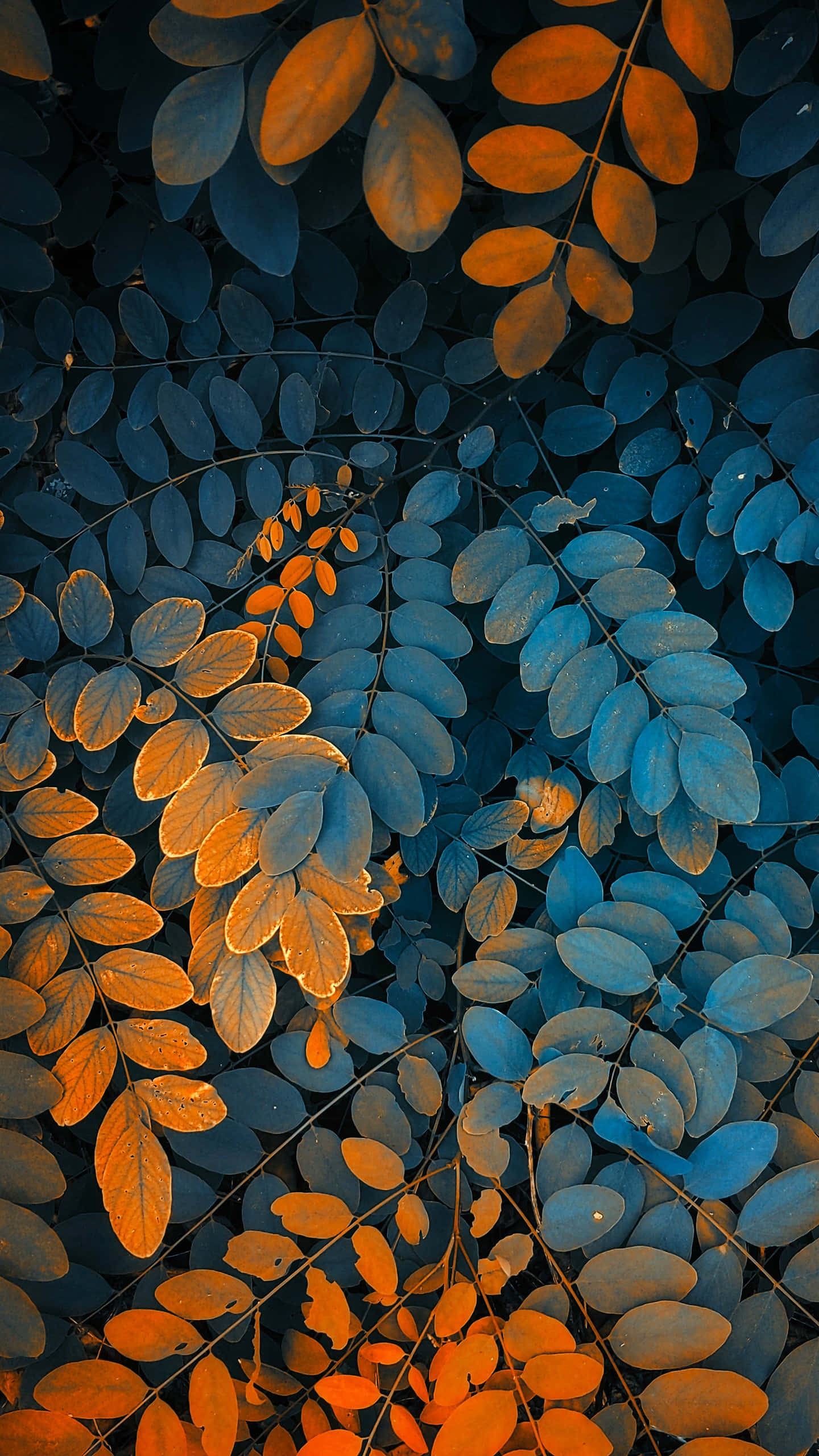 Fall Leaves iPhone 桌布 壁紙 — 鮮豔的橙色葉子在深藍色陰影樹葉背景下溫暖地發光，形成強烈的色彩對比。