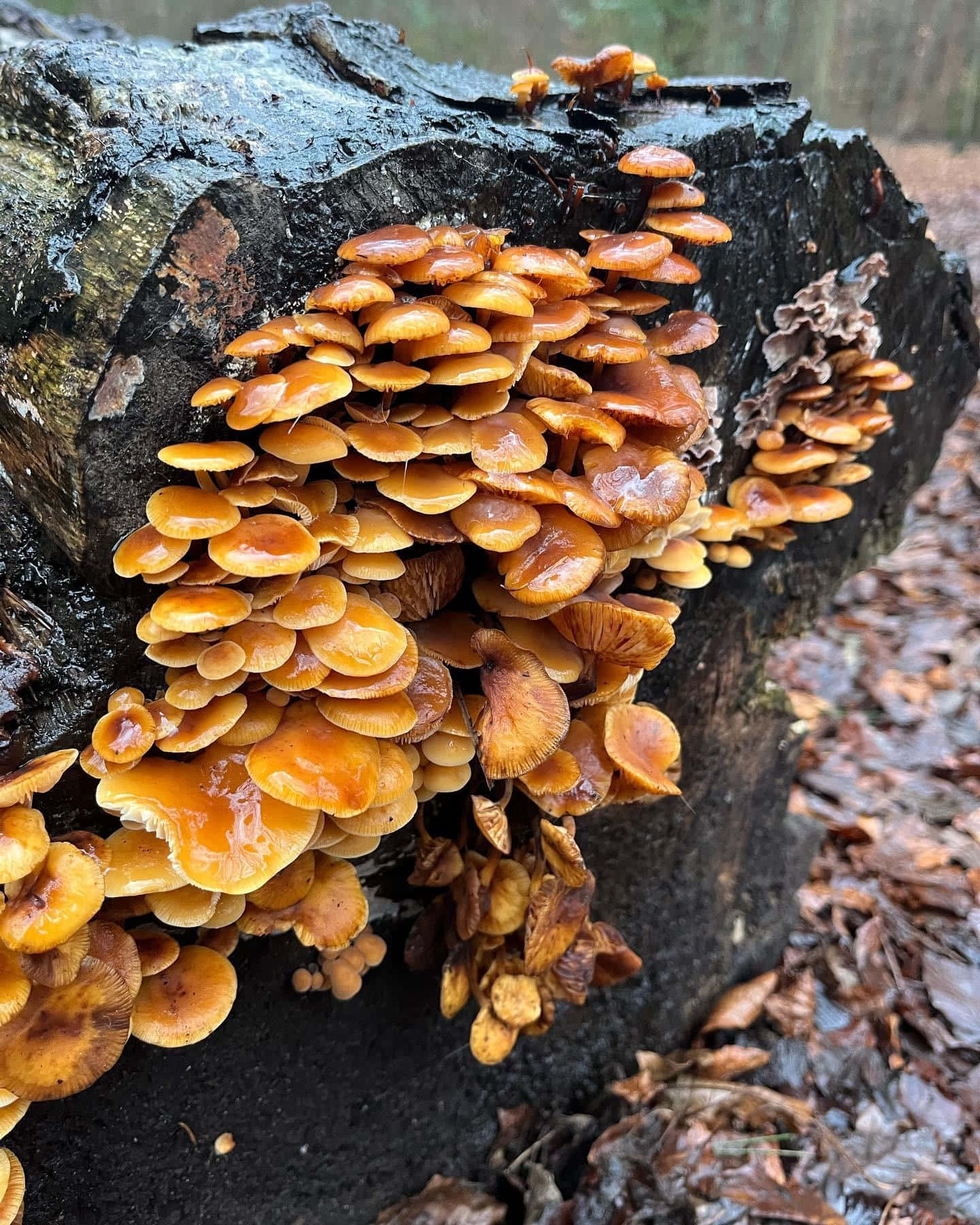 自然 桌布 壁紙 — 鮮豔的橙色蘑菇密集地聚集在一個被落葉包圍的陰暗、長滿苔蘚的樹樁上。