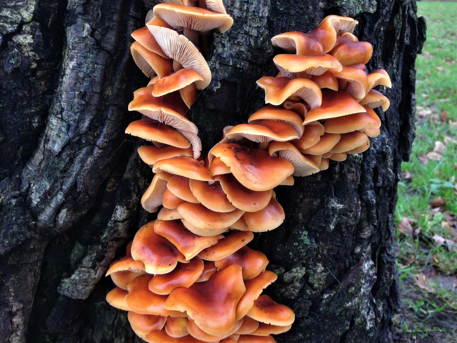 自然 桌布 壁紙 — 鮮豔的橙色蘑菇密集地聚集在深色紋理的樹幹上，背景可見綠色草地。