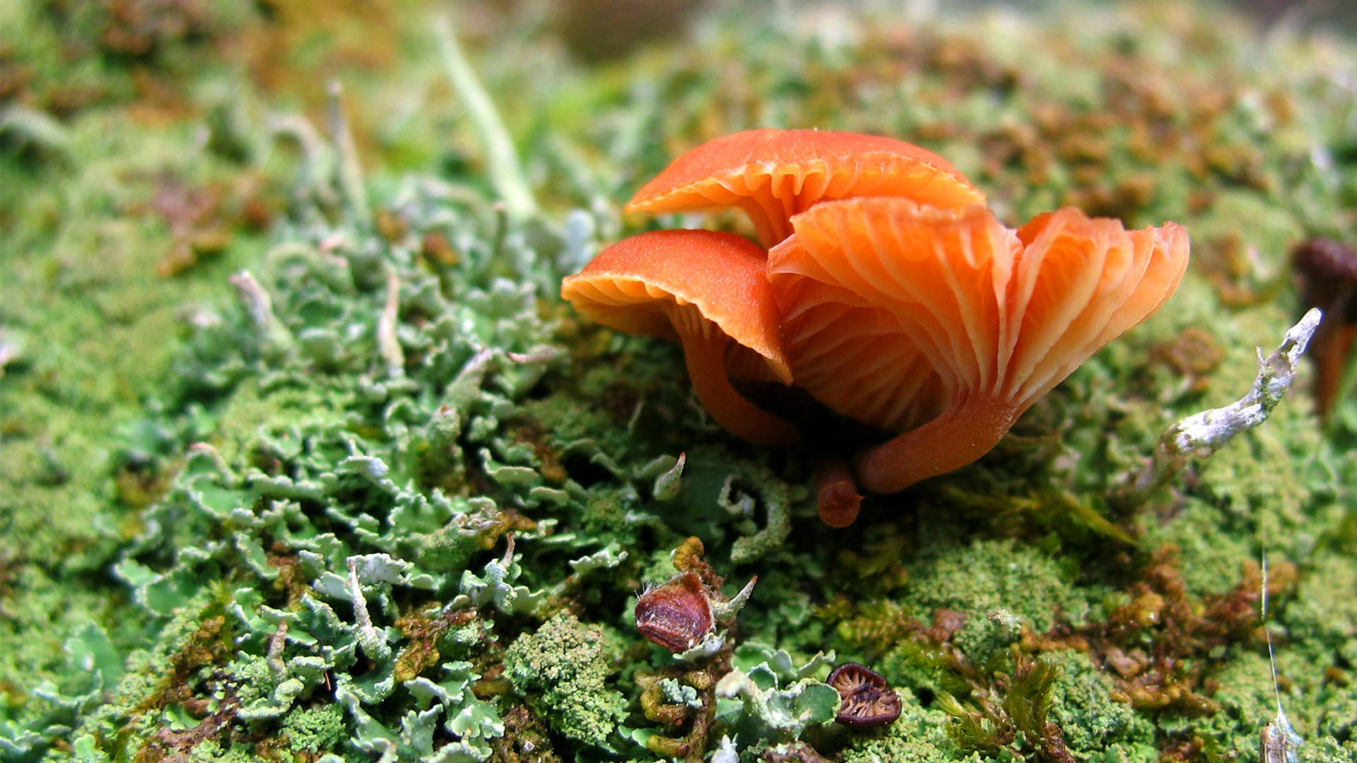 Cute Mushroom 桌布 壁紙 — 鮮豔的橙色蘑菇帶有細膩的菌褶，從茂密的綠色苔蘚中冒出，特寫森林地面鏡頭。