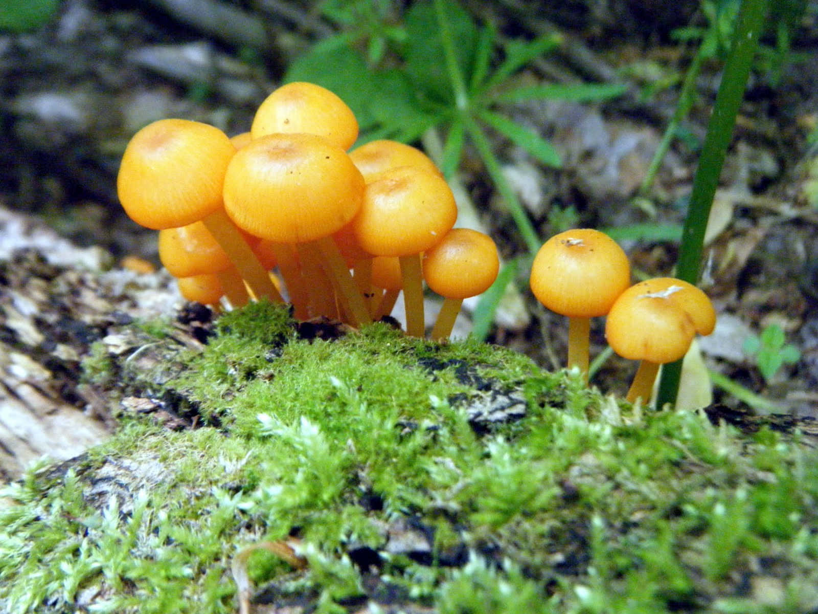 Magic Mushroom 桌布 壁紙 — 鮮豔的橙色蘑菇簇擁在茂密的綠色苔蘚上，背景是模糊的樹葉。