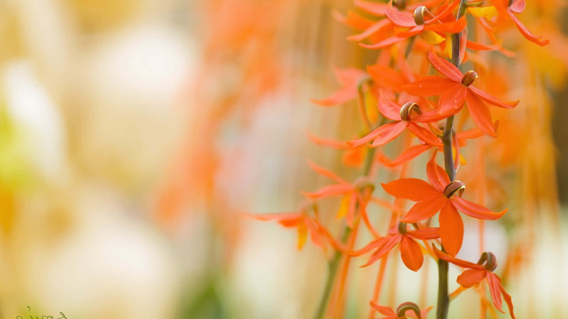 花 桌布 壁紙 — 鮮豔的橙色蘭花在柔和焦點下，以溫暖的金色背景襯托，層層疊疊。