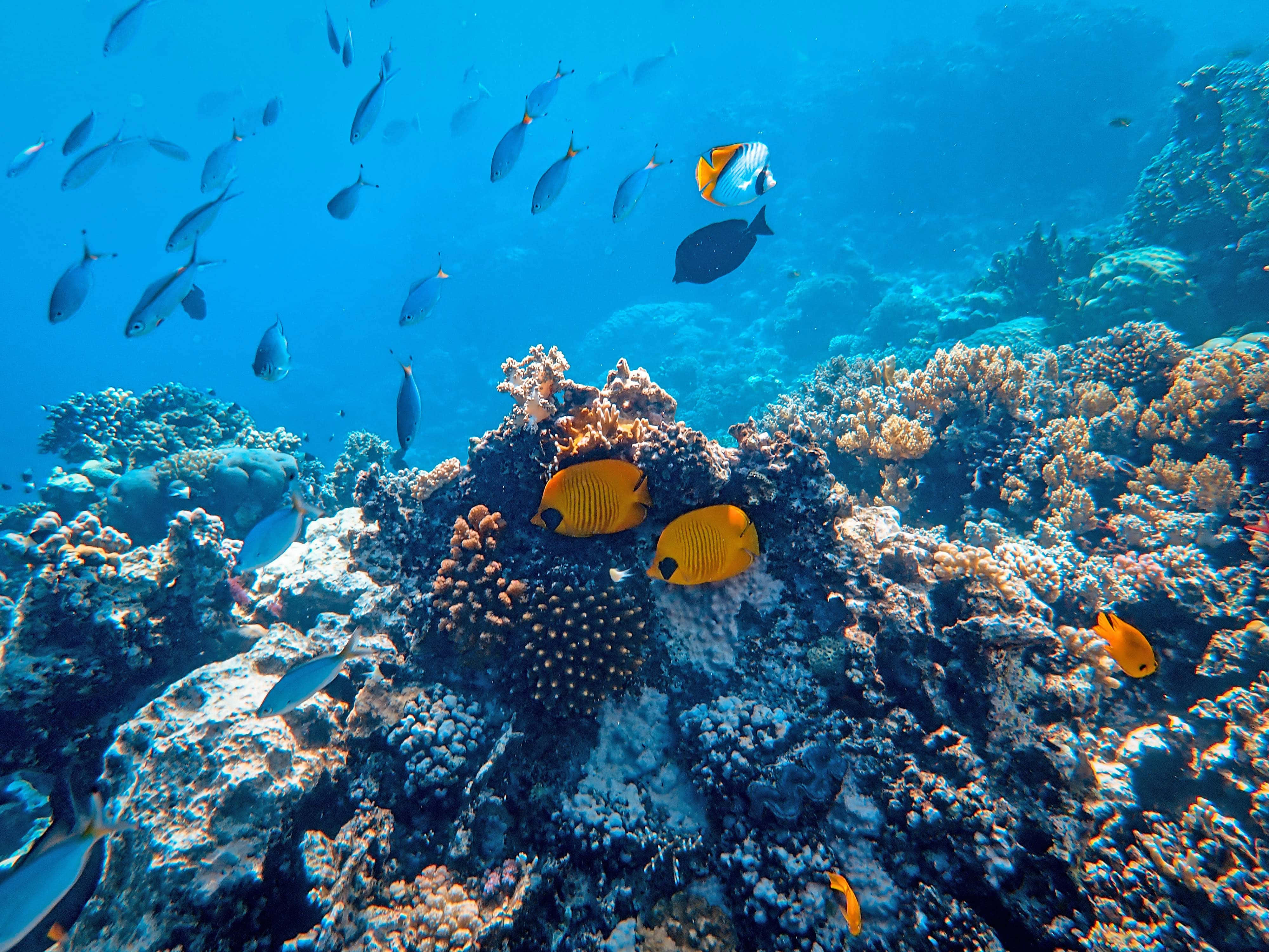 Coral Reef 桌布 壁紙 — 鮮豔的橙色蝴蝶魚在清澈的藍色熱帶水域中，於紋理豐富的珊瑚結構間游動。