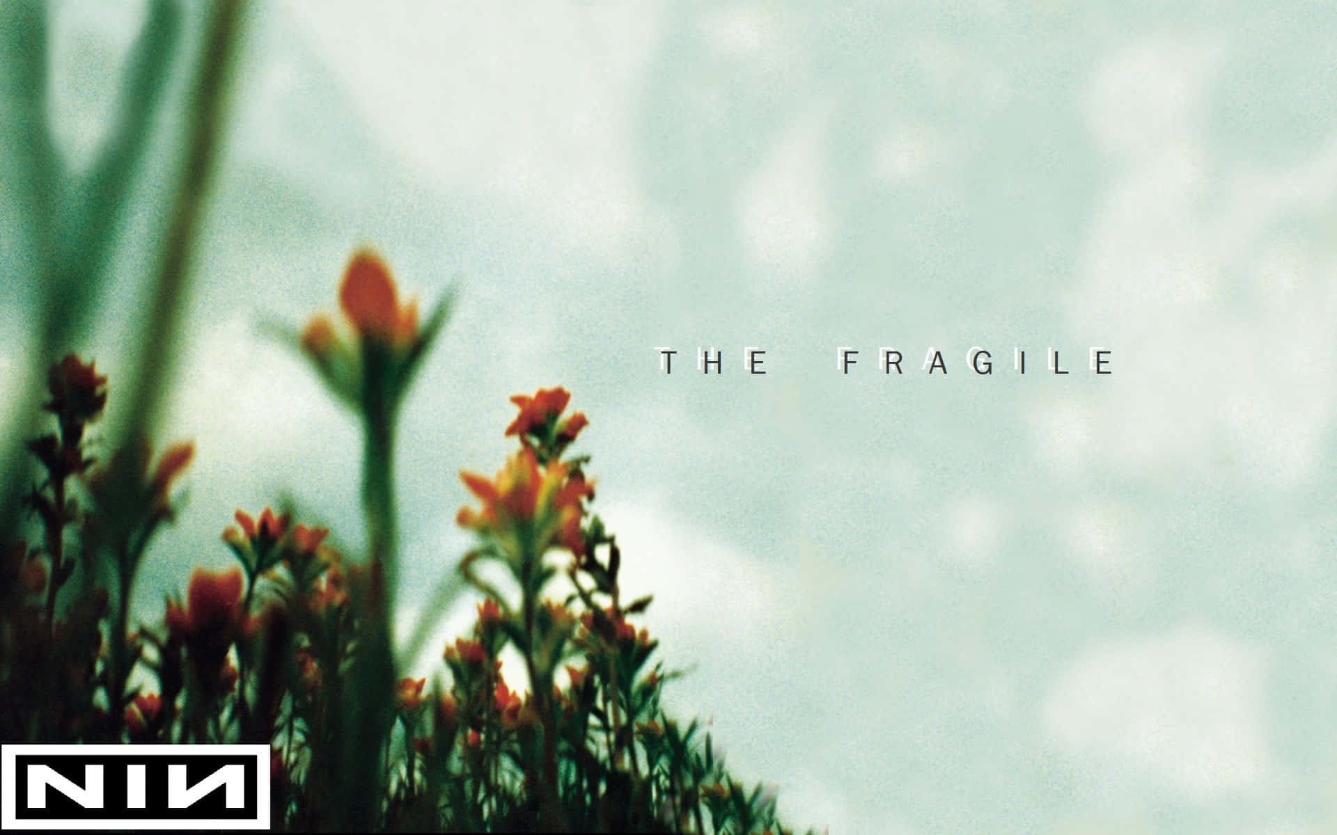 Fragile 桌布 壁紙 — 鮮豔的橙色野花在柔和的青綠色天空下升起，帶有文字 'THE FRAGILE' 和 'NIN' 標誌。