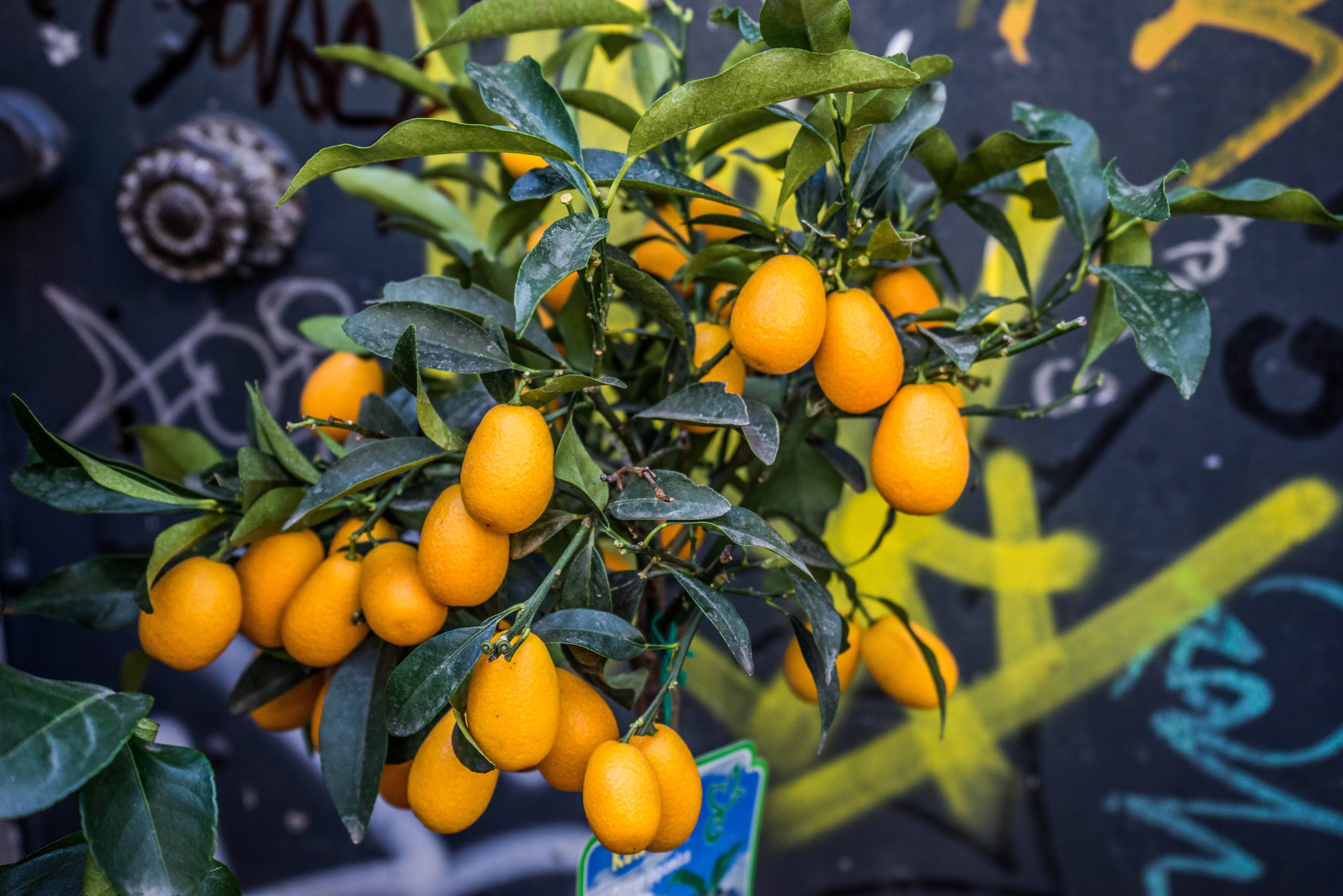 citrus 桌布 壁紙 — 鮮豔的橙色金橘沉甸甸地掛在枝葉茂密的樹枝上，背景是色彩繽紛的塗鴉牆。