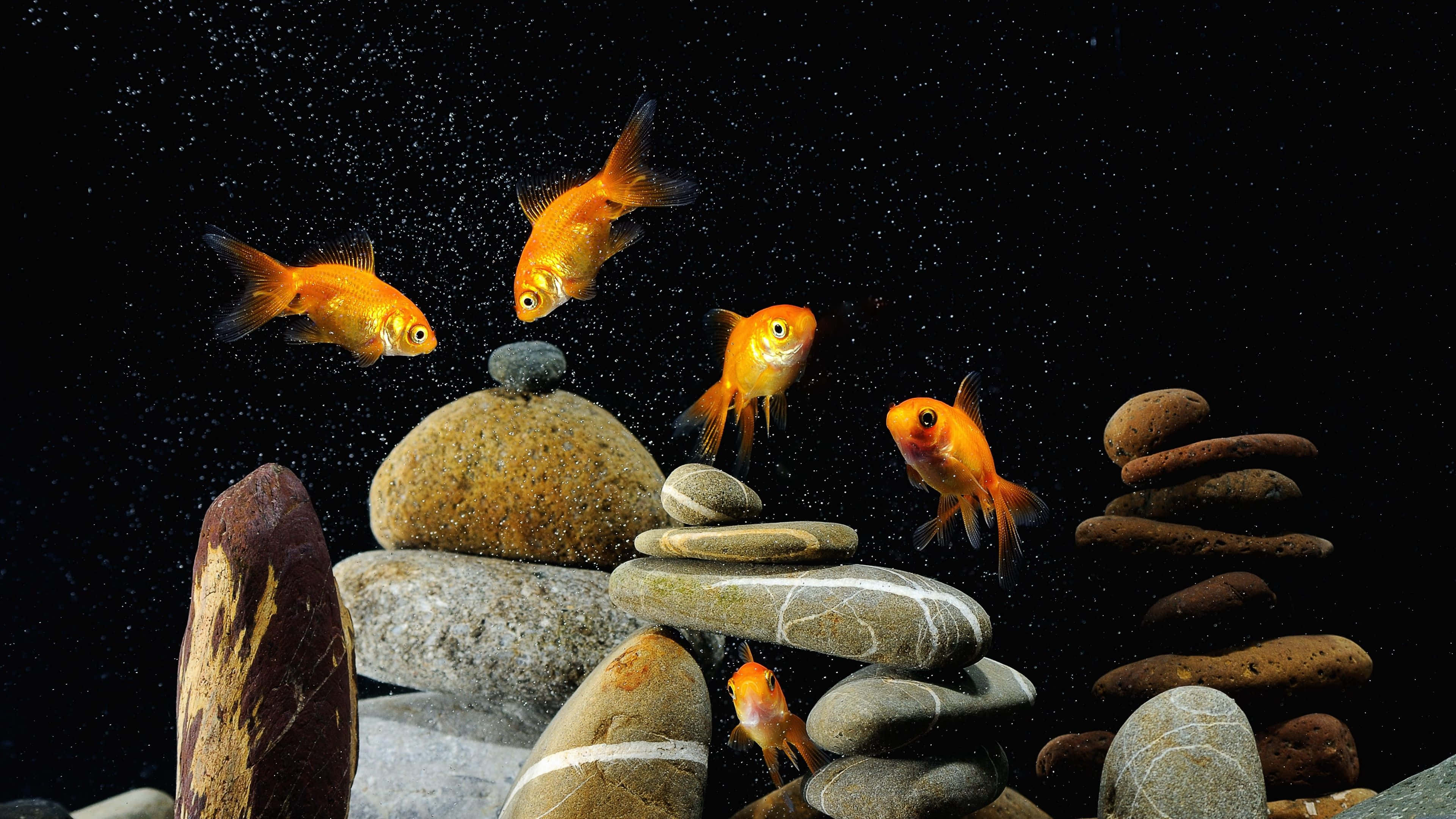 魚 桌布 壁紙 — 鮮豔的橙色金魚在深色斑點背景中，優雅地在堆疊的平滑石頭間游動。