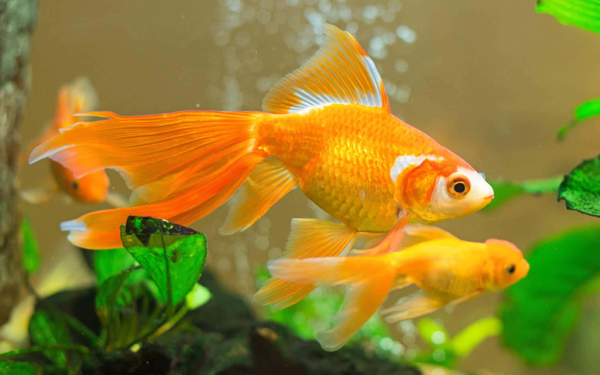Goldfish 桌布 壁紙 — 鮮豔的橙色金魚在清澈的水族箱中，優雅地穿梭於茂盛的綠色水生植物之間。