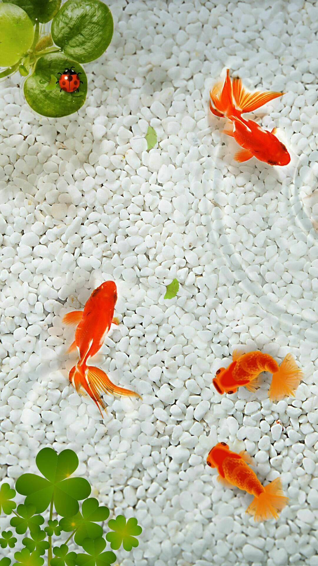 Goldfish 桌布 壁紙 — 鮮豔的橙色金魚在白色礫石上優雅地游動，綠色的三葉草和瓢蟲增添了魅力。