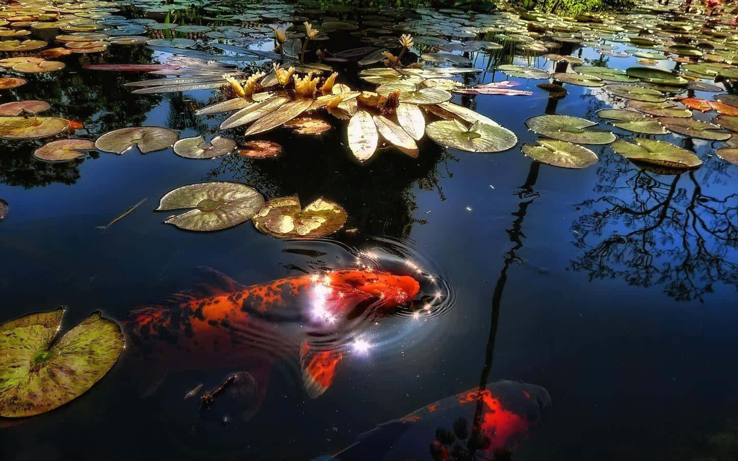 Koi Fish 桌布 壁紙 — 鮮豔的橙色錦鯉在陽光照射的池塘中，在睡蓮葉下滑行，倒映著金色的葉子和深色的水。