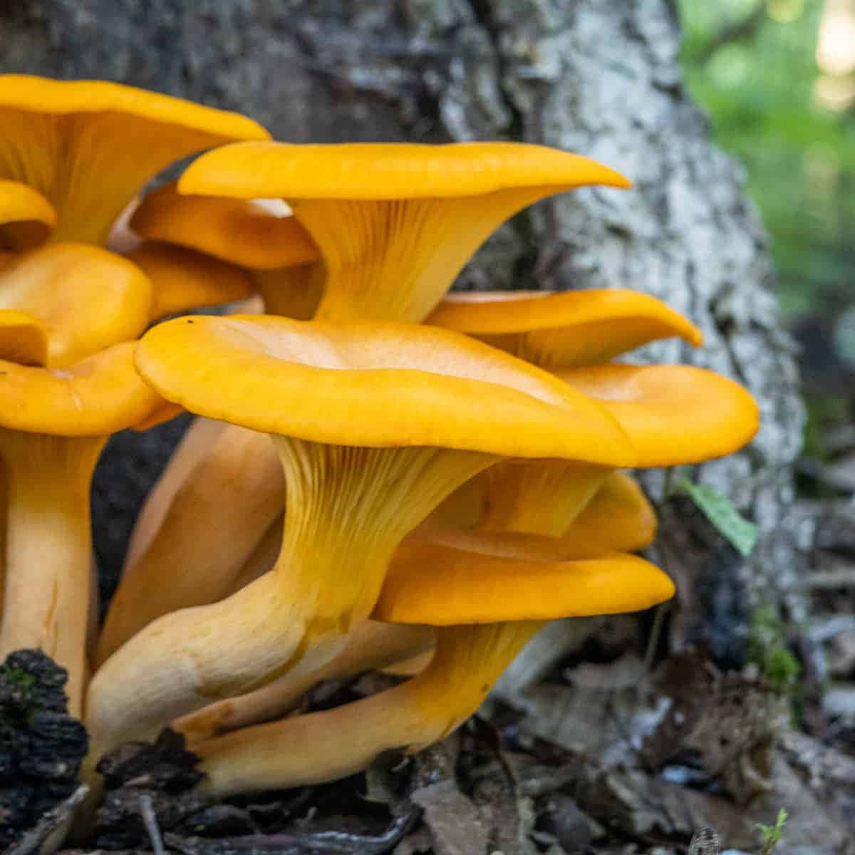 自然 桌布 壁紙 — 鮮豔的橙色雞油菌在森林地面的紋理樹幹基部叢生。