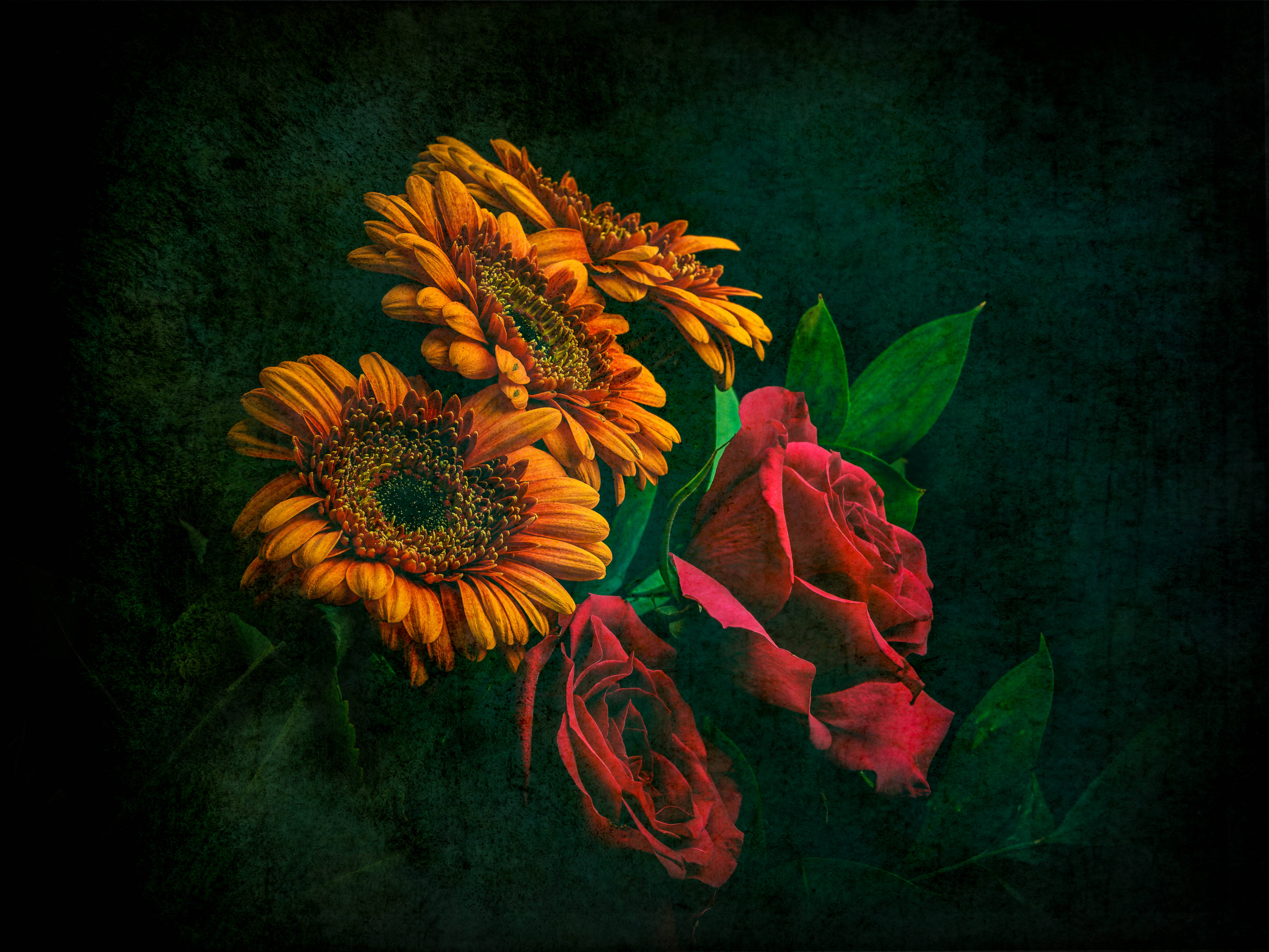 Roses 桌布 壁紙 — 鮮豔的橙色非洲菊和深紅玫瑰在帶有紋理的深青色背景上，在戲劇性燈光下綻放。