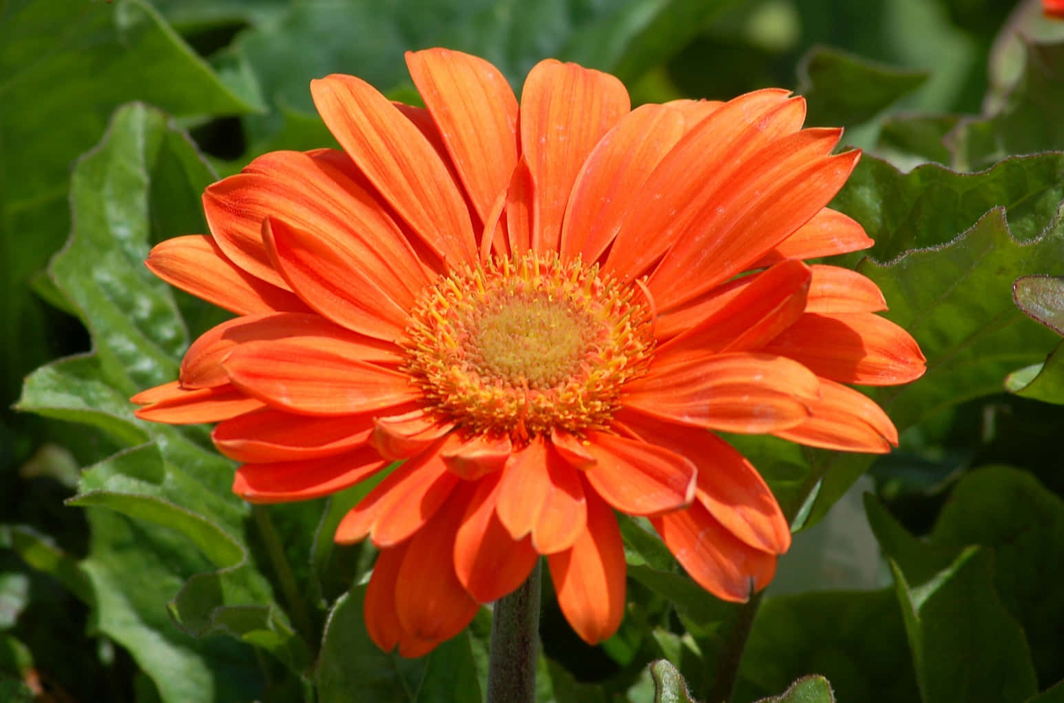Daisy Flower 桌布 壁紙 — 鮮豔的橙色非洲菊雛菊，黃色花心，在茂密的綠葉襯托下，於明亮的陽光中盛開。