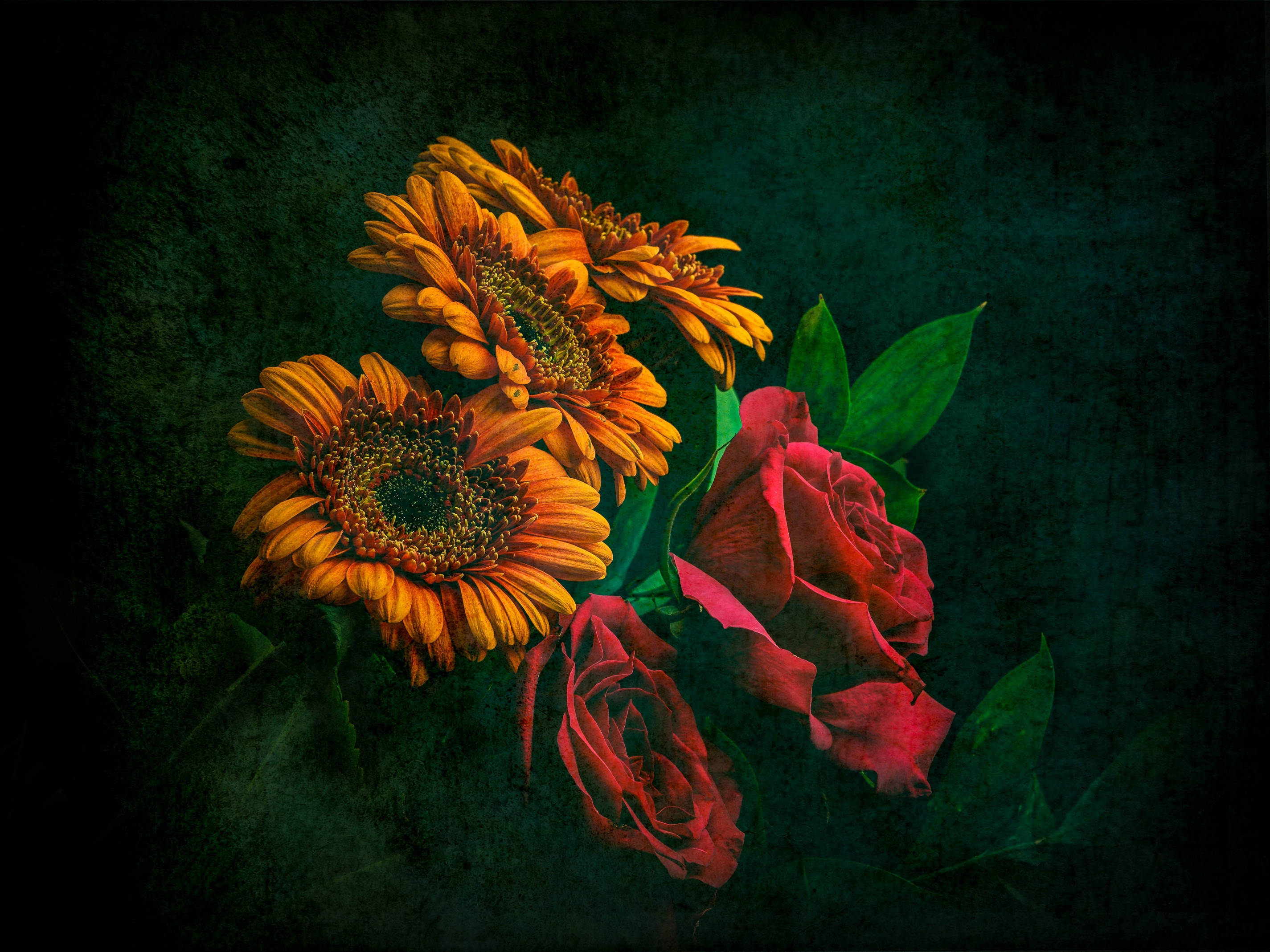 Sunflower And Roses 桌布 壁紙 — 鮮豔的橙色非洲菊雛菊和深紅玫瑰在深色紋理的青綠色背景上盛開，搭配茂盛的綠葉。