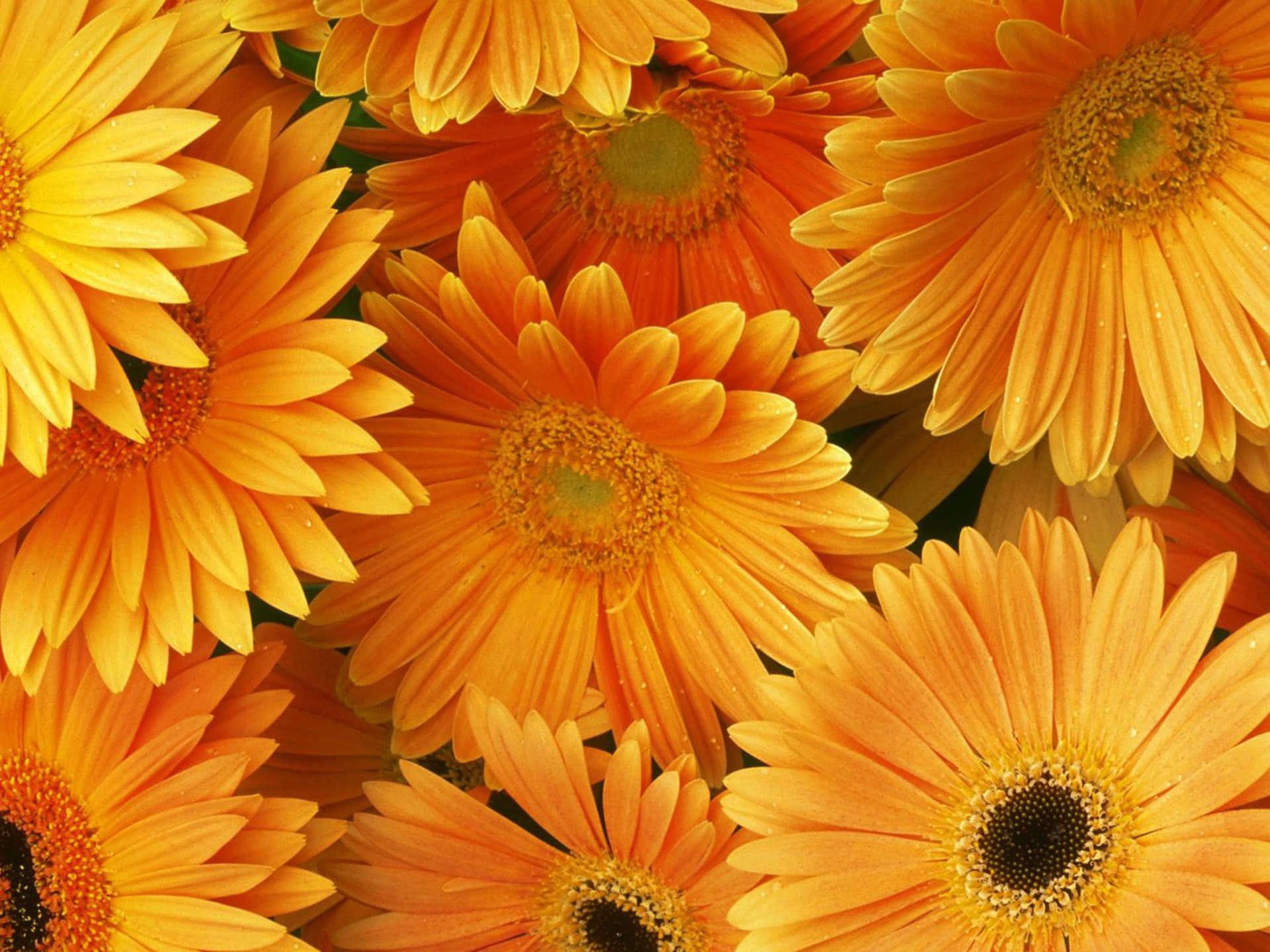 Tumblr Flowers Desktop 桌布 壁紙 — 鮮豔的橙色非洲菊雛菊帶著露珠，在陽光下的特寫中密集綻放。