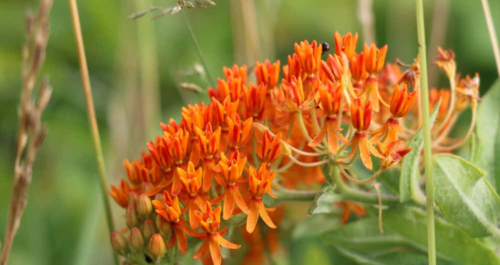 Butterfly Weed 桌布 壁紙 — 鮮豔的橙色馬利筋花在陽光明媚的草地上密集盛開，伴隨著柔軟的綠草和一隻棲息在花瓣上的小黑蟲。
