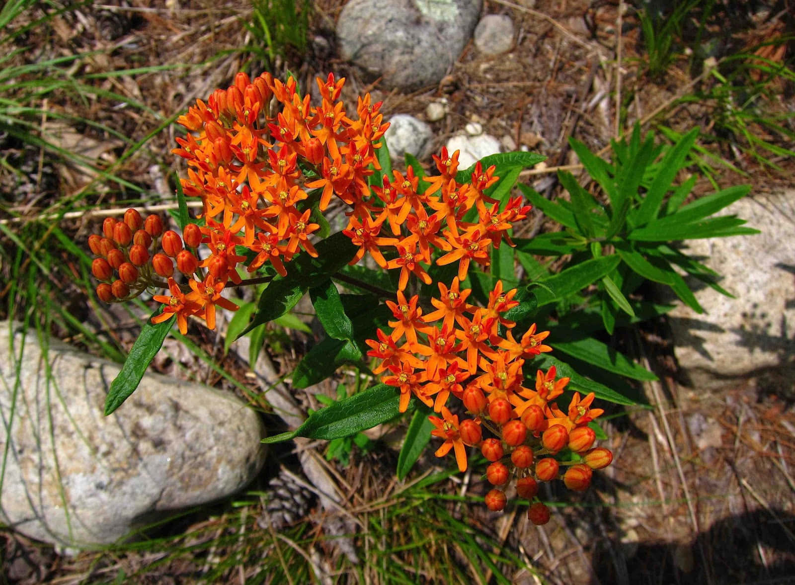 Butterfly Weed 桌布 壁紙 — 鮮豔的橙色馬利筋花在陽光照射的森林地面環境中，於綠葉和灰色岩石間盛開。