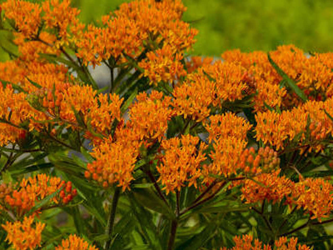 Butterfly Weed 桌布 壁紙 — 鮮豔的橙色馬利筋花朵在柔和的綠色模糊背景下密集綻放。