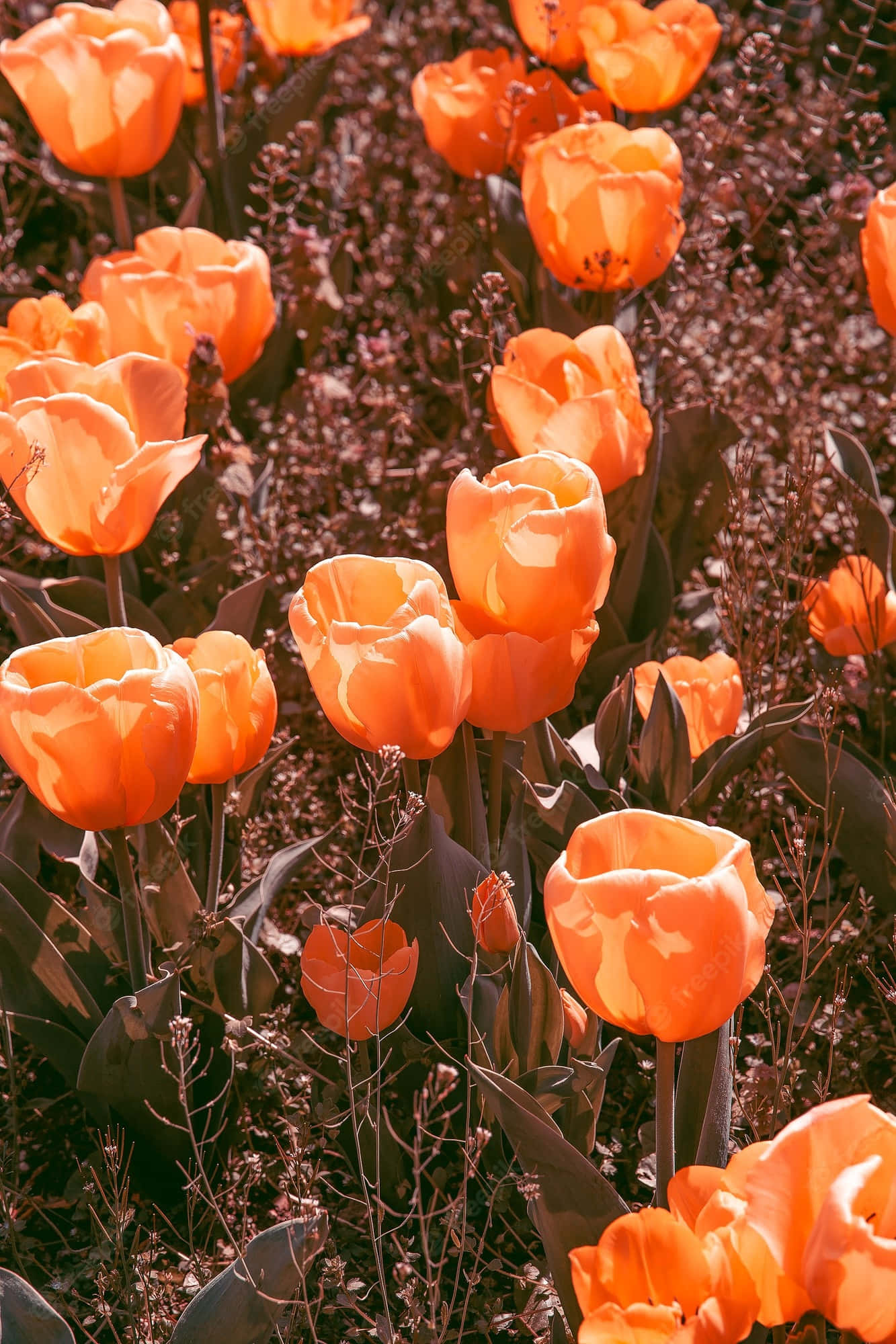 Yellow Tulips 桌布 壁紙 — 鮮豔的橙色鬱金香在溫暖的陽光下盛開，背景是深色葉子和纖細的莖。