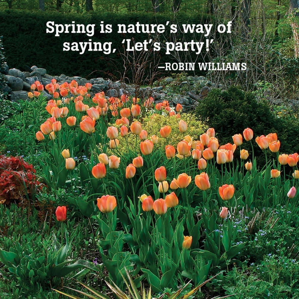 Spring Inspirational 桌布 壁紙 — 鮮豔的橙色鬱金香在茂密的綠色花園中盛開，背景有石牆和樹木。
