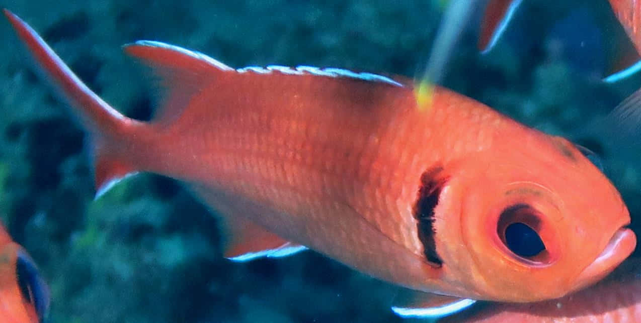 Soldierfish 桌布 壁紙 — 鮮豔的橙色魚，帶有白色邊緣的鰭，優雅地游過模糊的藍綠色珊瑚礁。