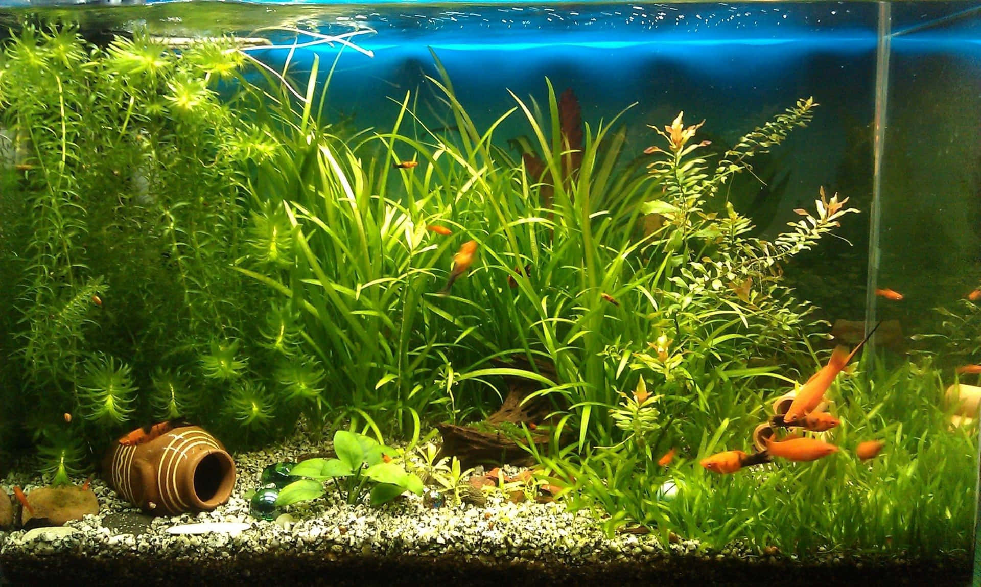 Plant Aesthetic 桌布 壁紙 — 鮮豔的橙色魚在光線充足的魚缸中，在茂密的綠色水生植物間游動，魚缸內有礫石底質和陶瓷裝飾。