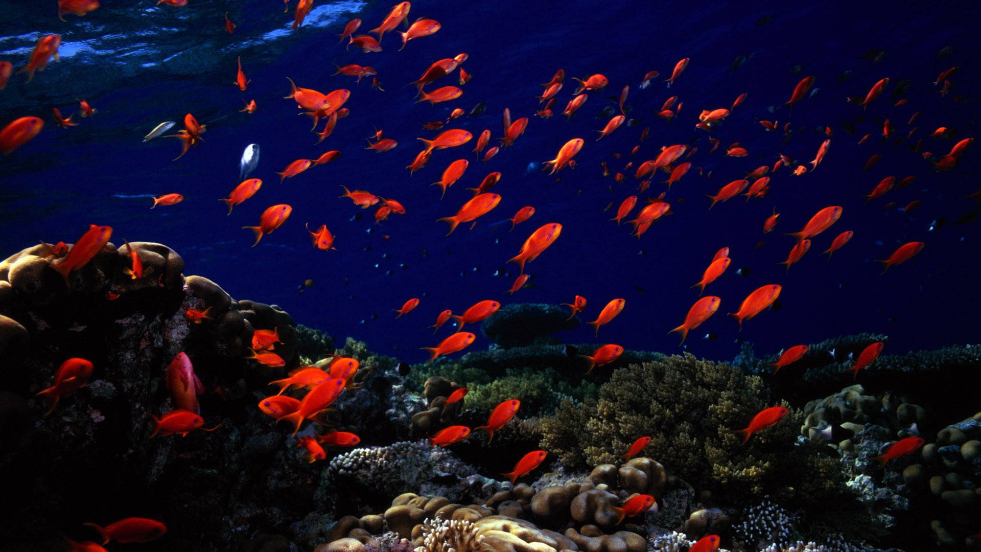 水下動畫 桌布 壁紙 — 鮮豔的橙色魚群在深藍色海水下，優雅地游過紋理豐富的珊瑚礁。