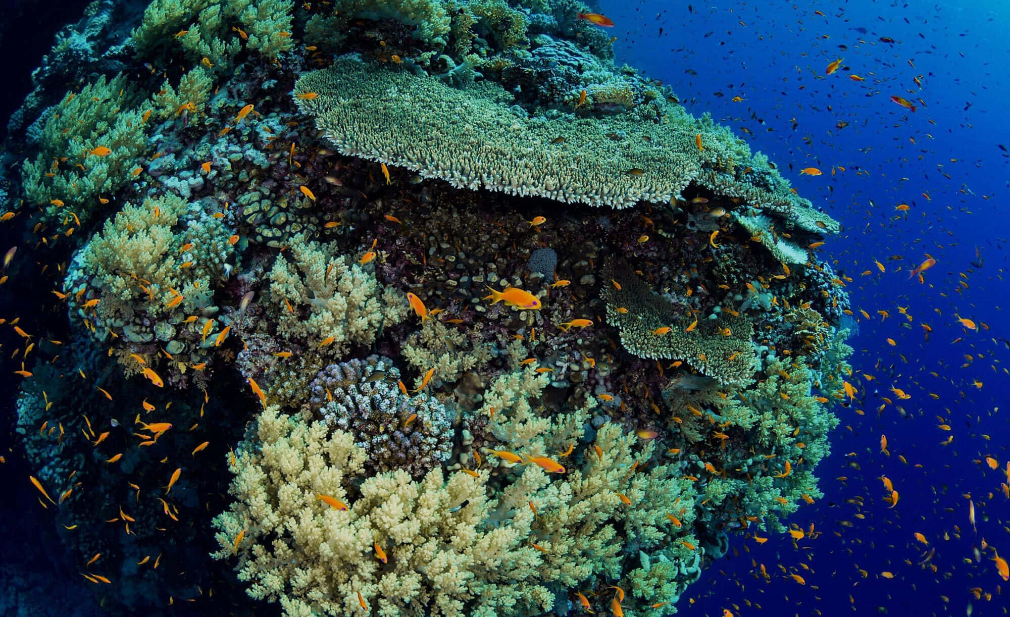 海洋 桌布 壁紙 — 鮮豔的橙色魚群在深藍色海水下的紋理珊瑚結構間穿梭。